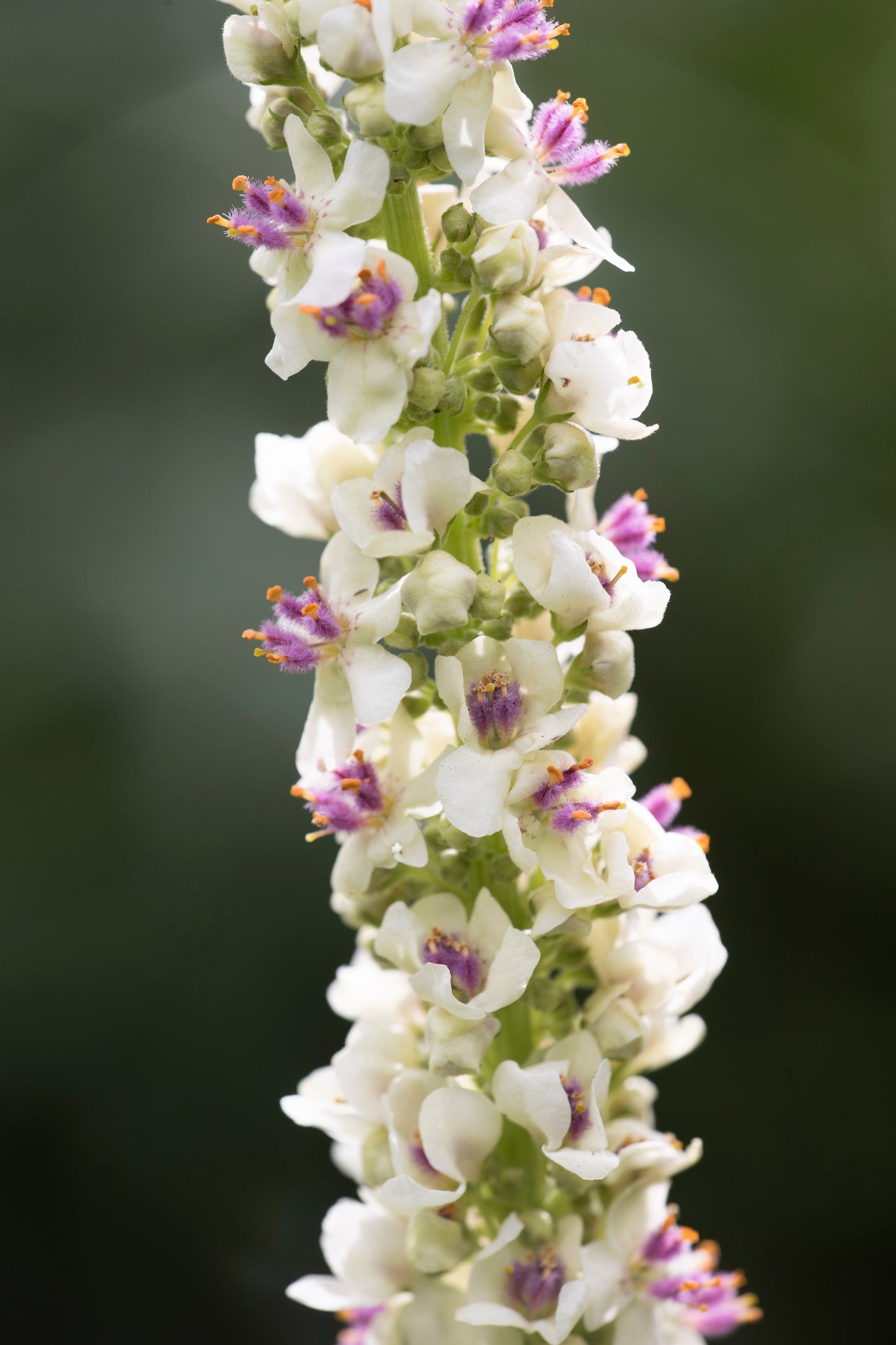 100 WHITE BLUSH VERBASCUM Blattaria Albiflorum Moth Mullein Flower Seeds