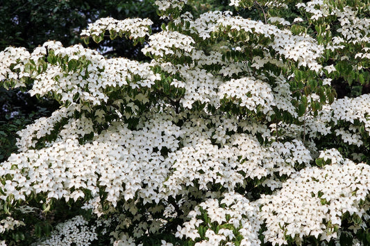 5 Flowering WHITE KOUSA DOGWOOD Cornus Kousa Tree Seeds