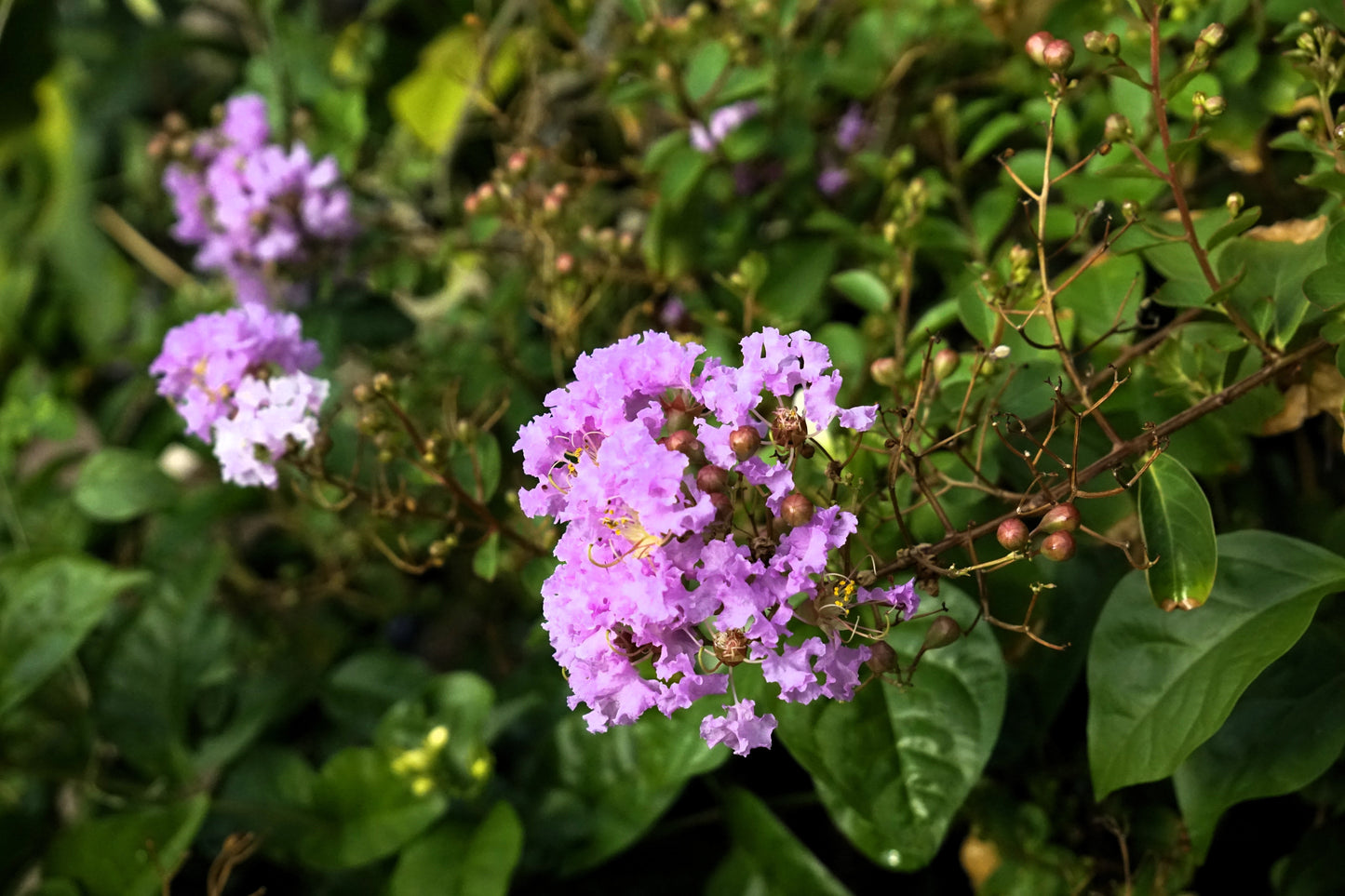 35 LILAC Light Purple CREPE MYRTLE Lagerstroemia Indica Flowering Shrub Bush Small Tree Seeds