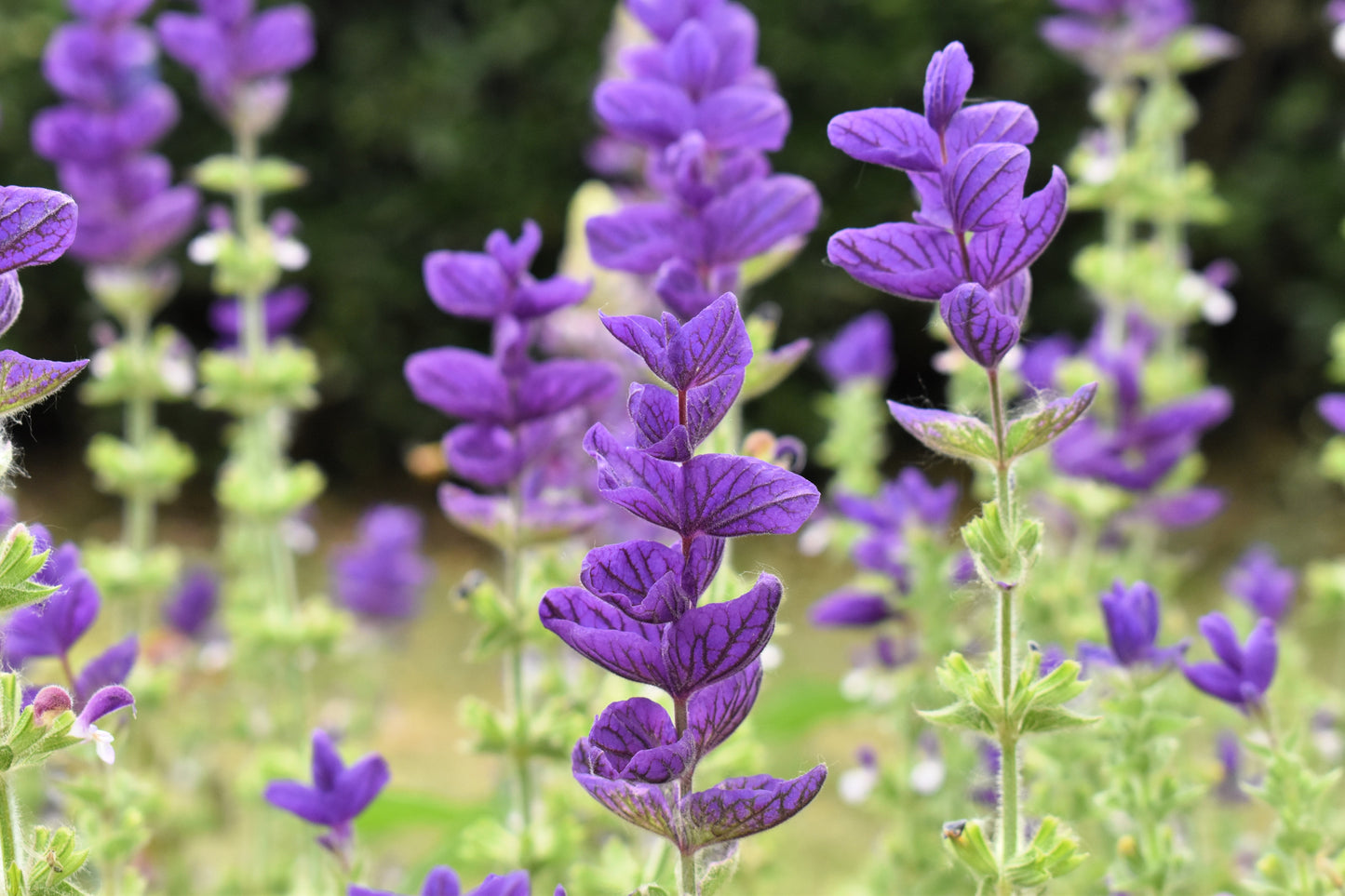 50 OXFORD BLUE SAGE Salvia Viridis Clary Painted Horminum Sage Herb Flower Seeds