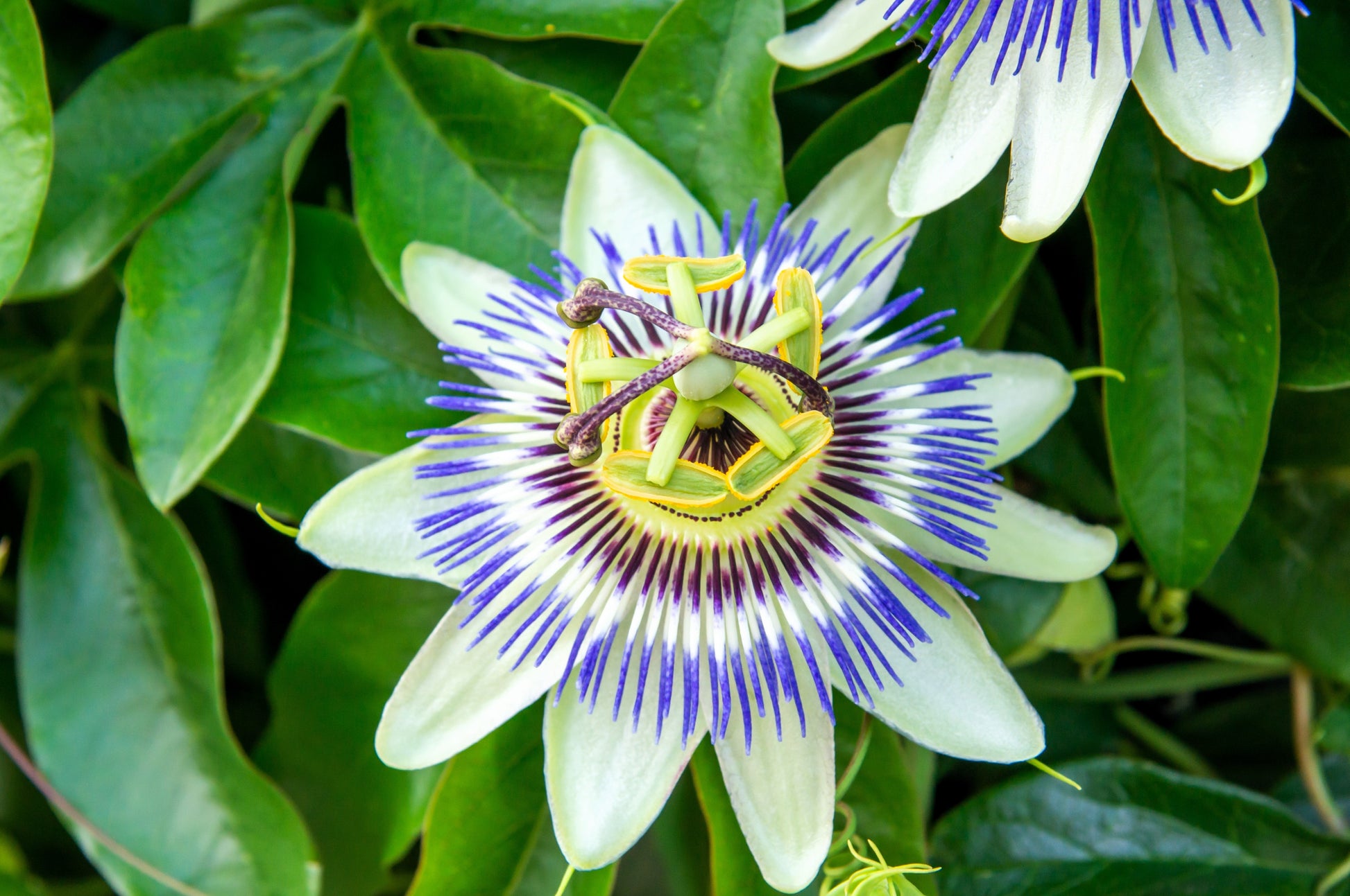 passion flower seeds for sale 10 Blue Crown PASSION FLOWER / Passion FRUIT Passiflora Caerulea Orang – Seedville USA