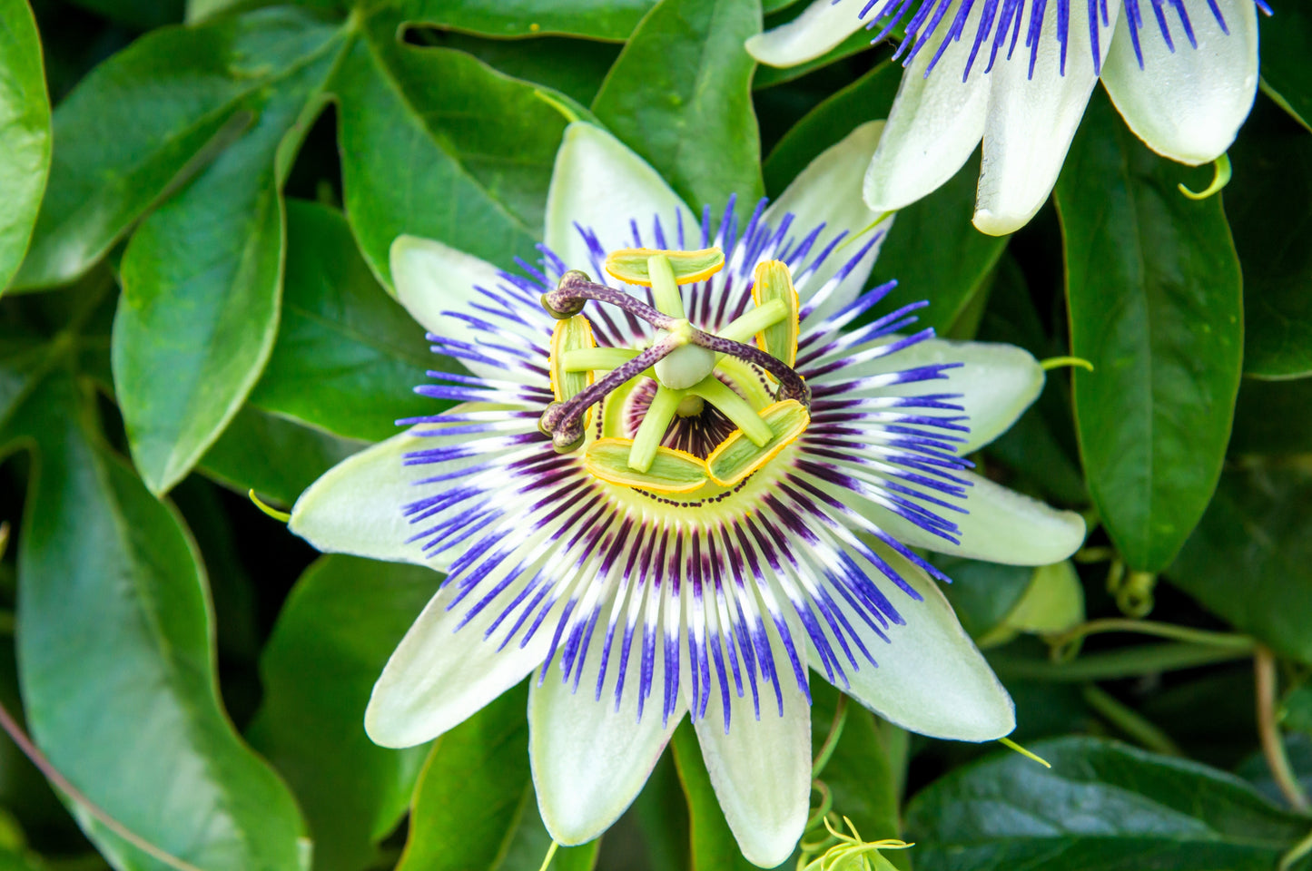 10 Blue Crown PASSION FLOWER / Passion FRUIT Passiflora Caerulea Orange Fruit Vine Seeds