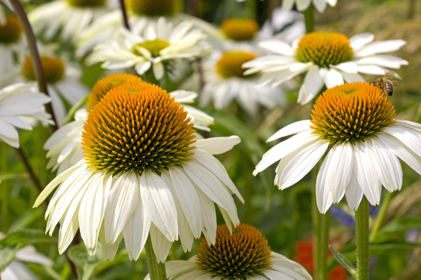 50 WHITE CONEFLOWER Echinacea Purpurea Flower Seeds