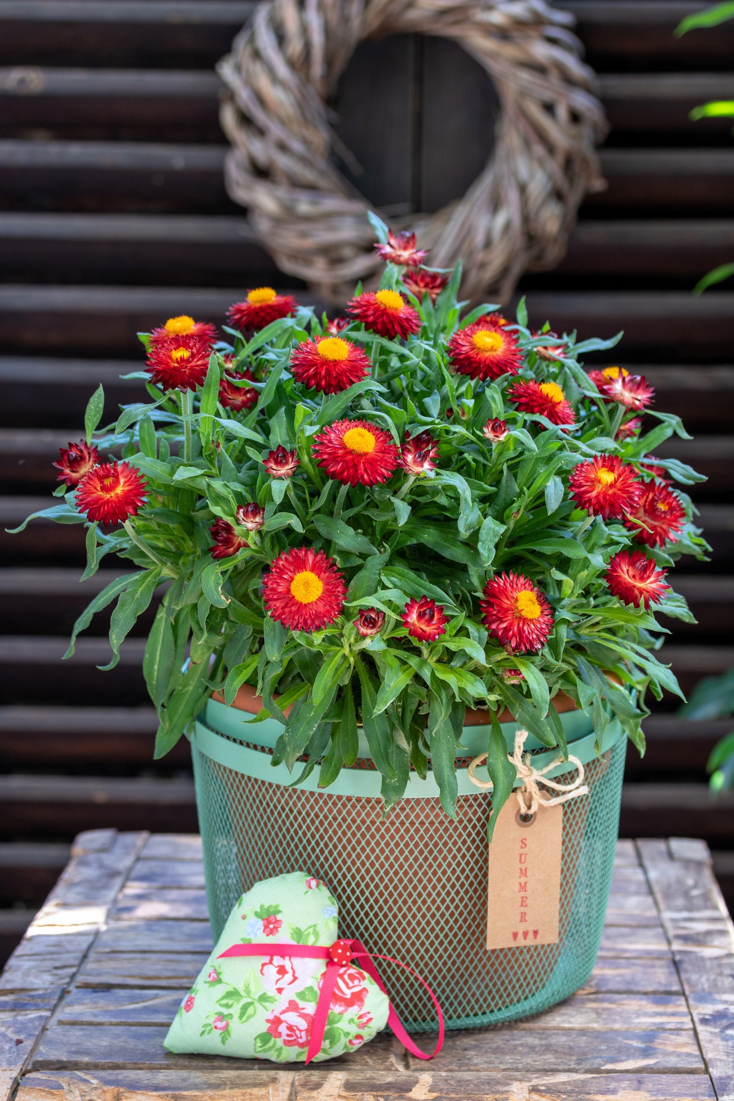 100 Red FIRE BALL STRAWFLOWER Helichrysum Monstrosum Flower Seeds