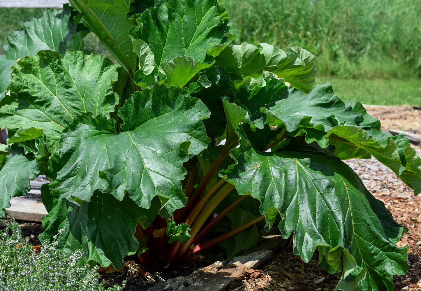 25 GLASKINS PERPETUAL RHUBARB (Pieplant) Rheum Rhabarbarum Fruit Vegetable Seeds