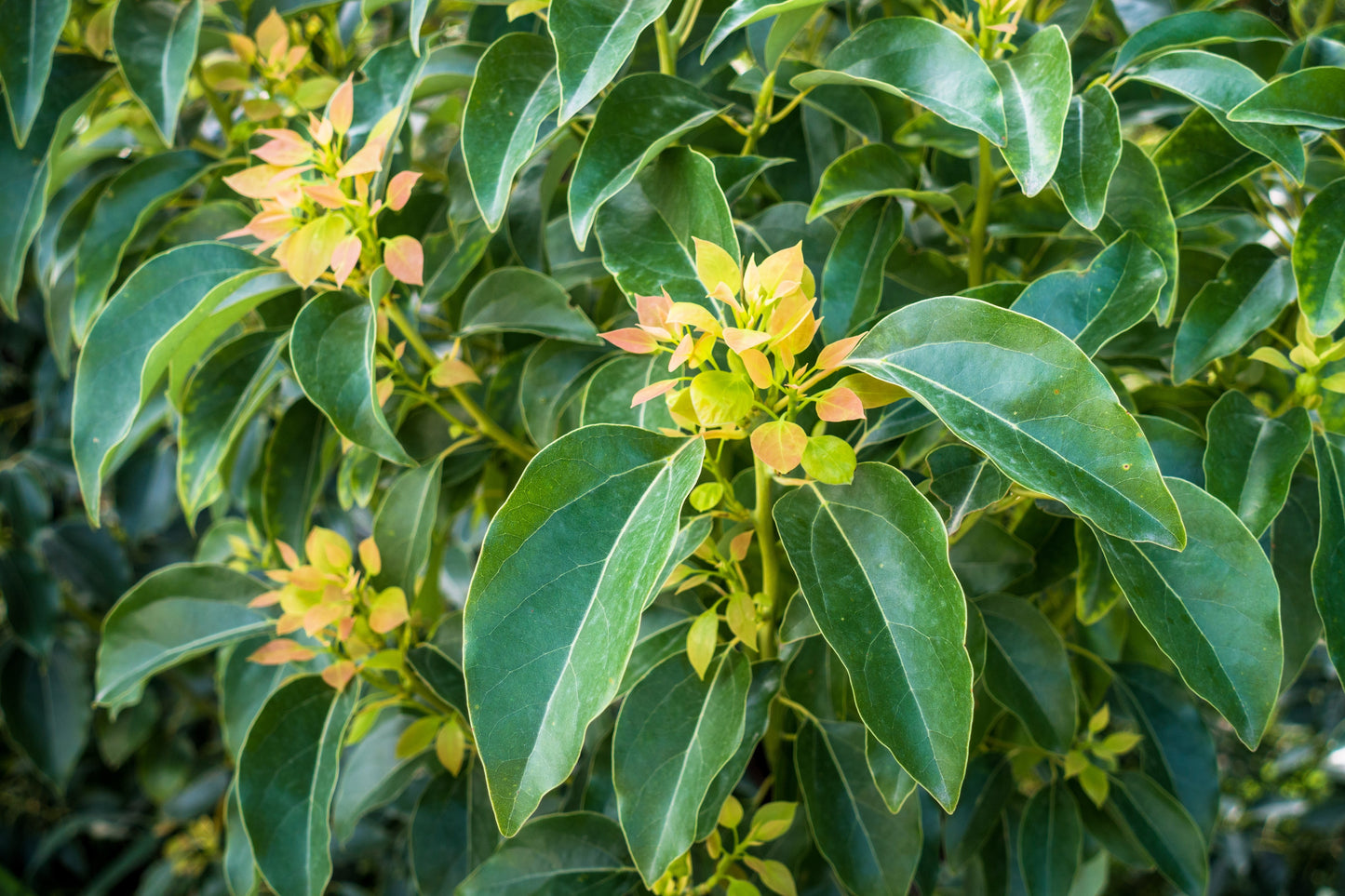 5 CAMPHOR TREE Laurel Cinnamomum Camphora Camphorwood White Flower Black Seeds