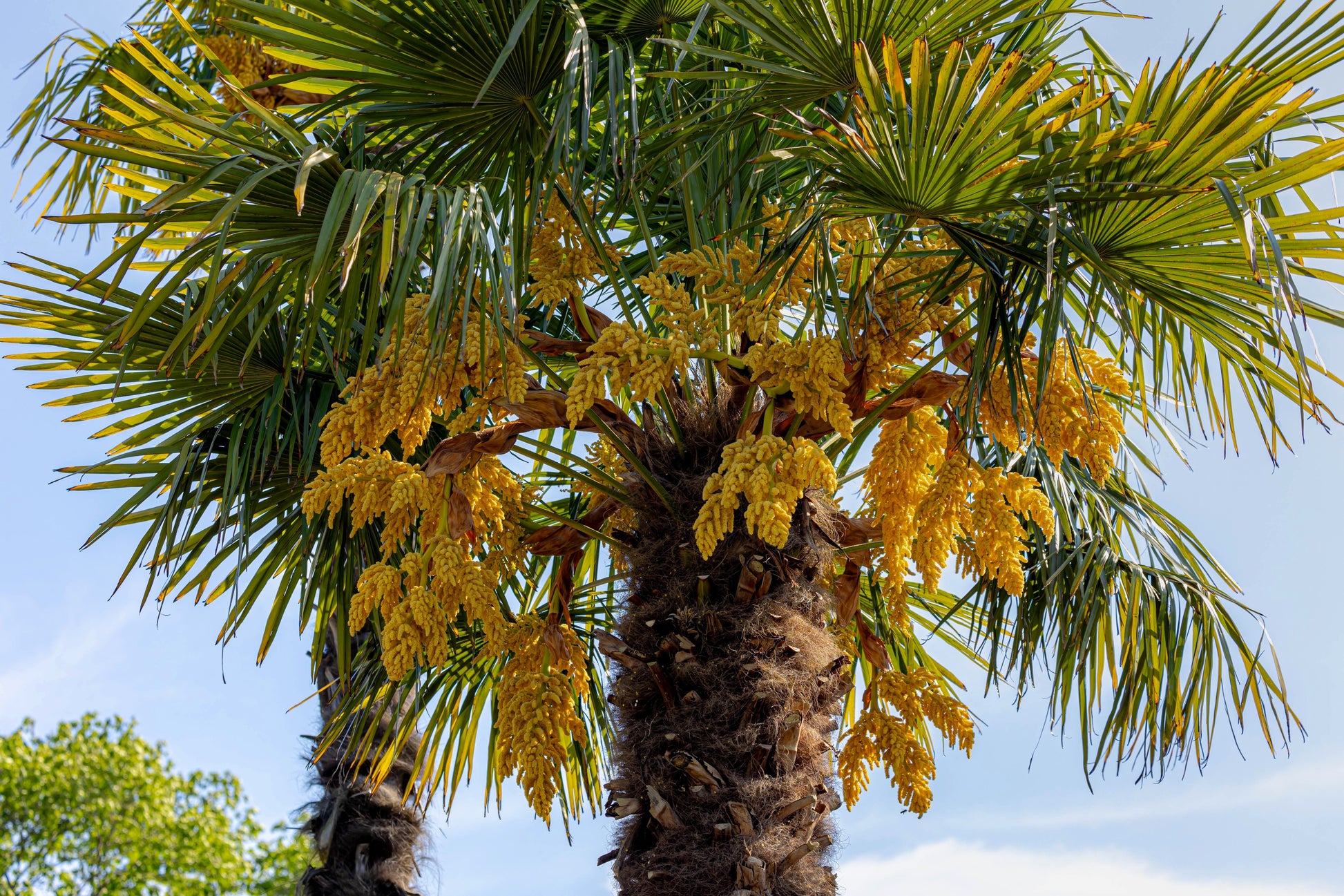 planting windmill palm seeds 5 COMMON WINDMILL PALM Trachycarpus Fortunei Hardy Chusan Palm Tree Sun Shade Houseplant Seeds