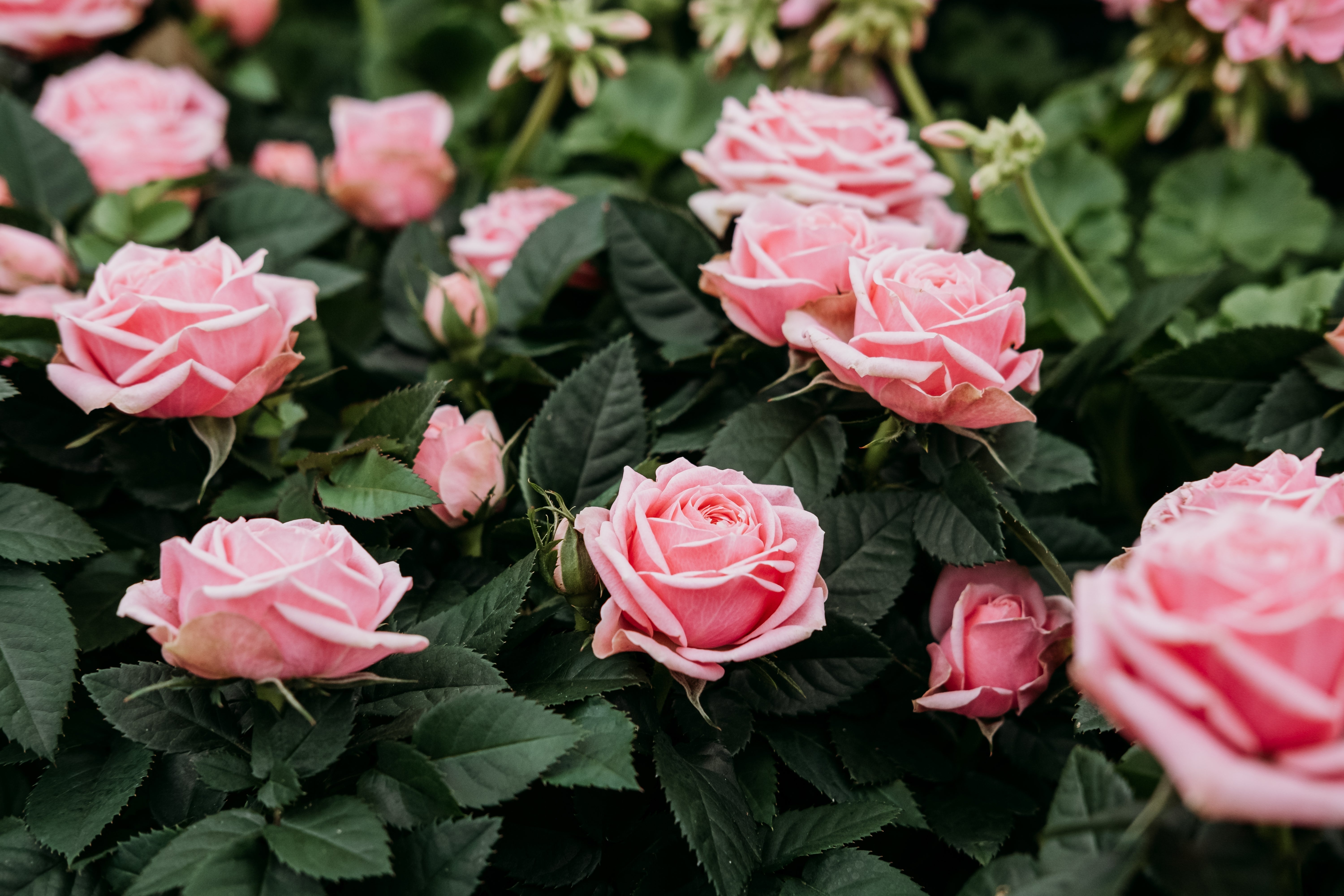 5 PINK ROSE Rosa Bush Shrub Perennial Flower Seeds – Seedville USA