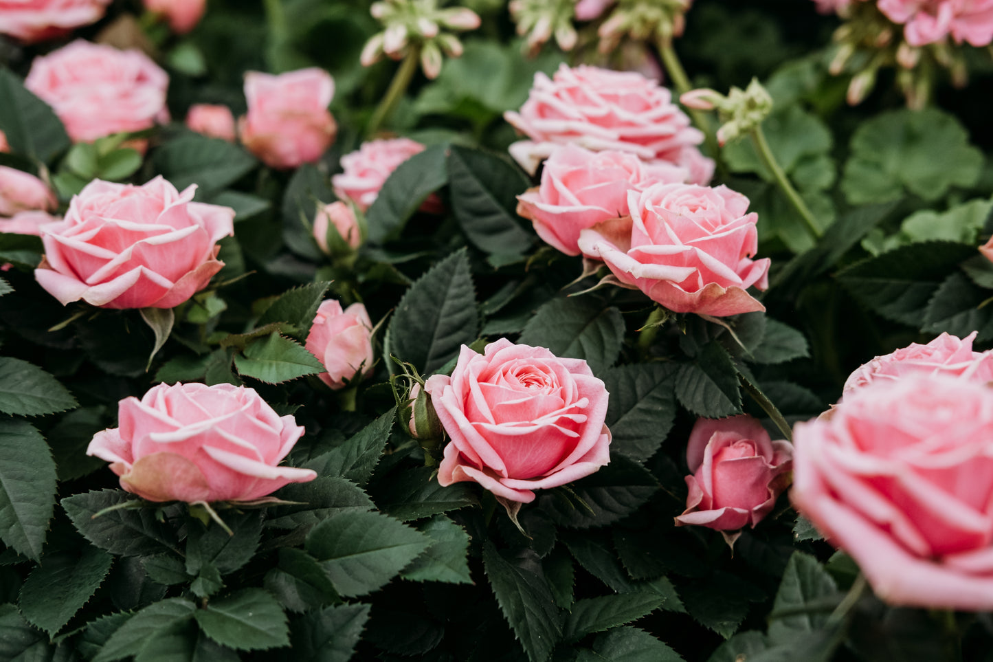 5 PINK ROSE Rosa Bush Shrub Perennial Flower Seeds