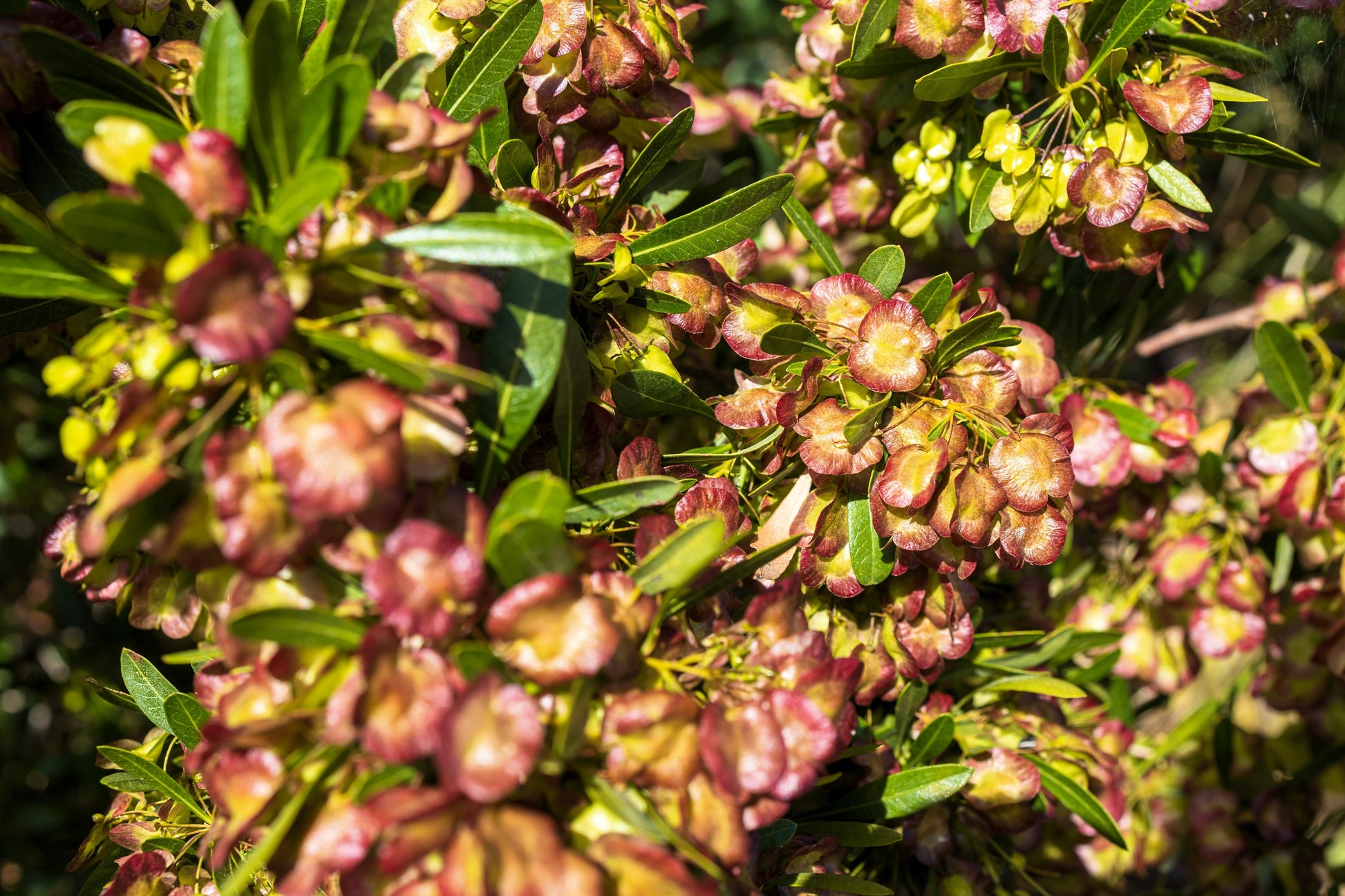 hop seed plants 40 Mixed Colors FLORIDA HOPBUSH Dodonaea Viscosa Hawaiian Hopseed Flow – Seedville USA