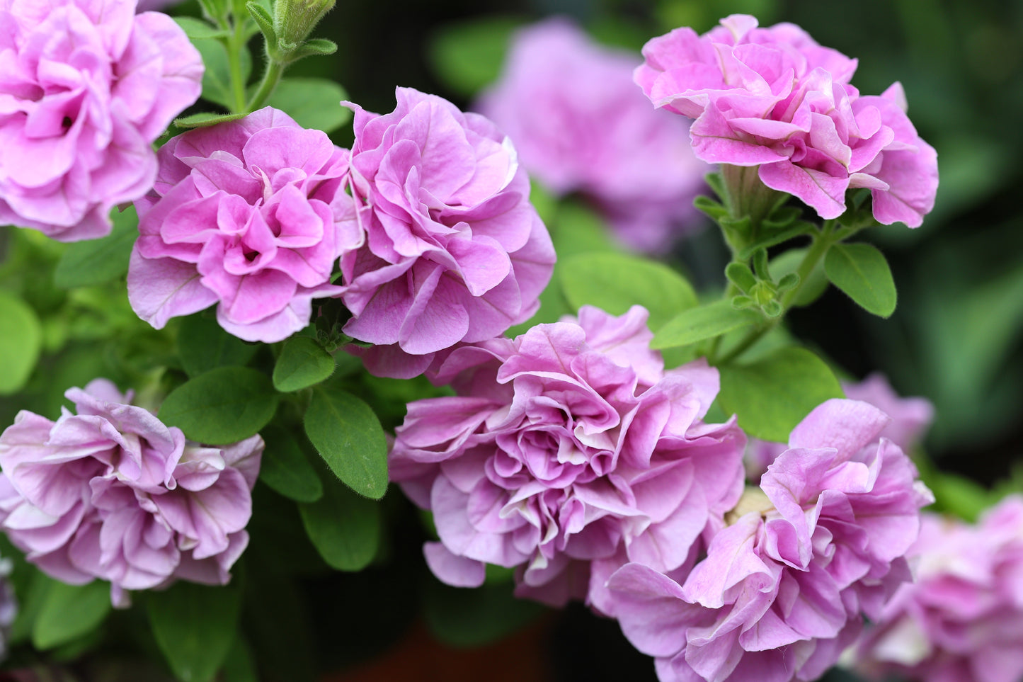 20 DOUBLE MIX PETUNIA Floribunda Red Pink Purple Flower Seeds