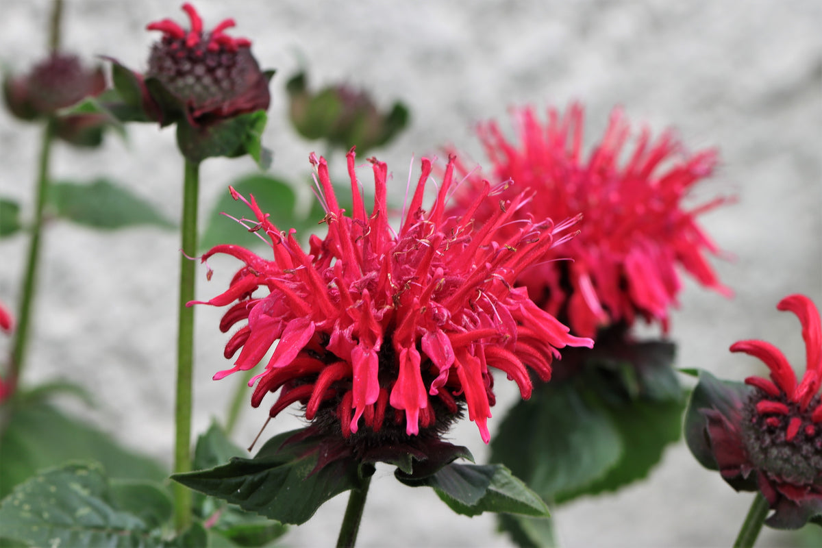 10 Panorama RED BEE BALM Monarda Didyma Oswego Tea Herb Flower Seeds ...