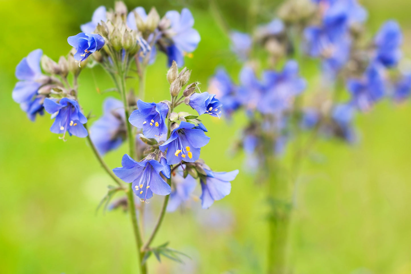 100 BLUE PEARL POLEMONIUM ( Jacobs Ladder ) Polemonium Caeruleum Flower Seeds