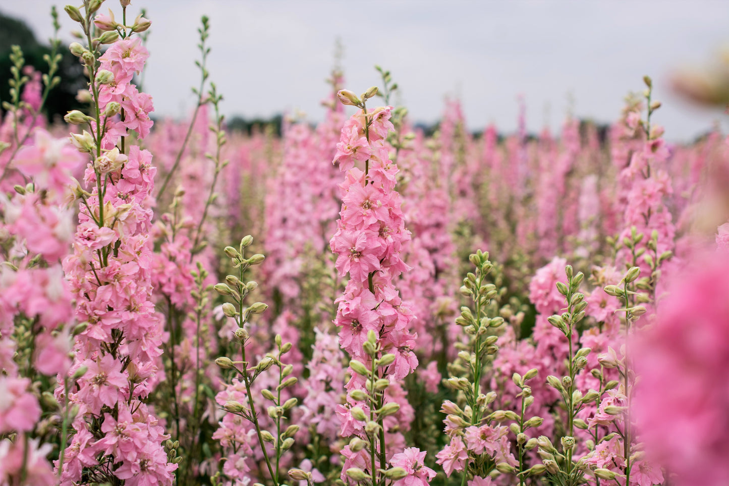 100 PINK PERFECTION LARKSPUR / DELPHINIUM Consolida Ambigua Ajacis Flower Seeds