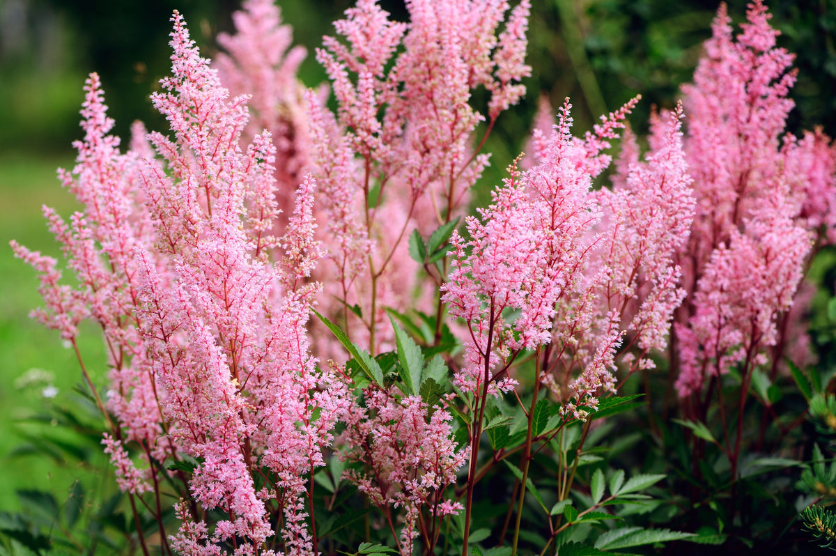 100 PINK MIX ASTILBE (False Spirea / False Goats Beard) Astilbe Chinensis Shade Flower Seeds