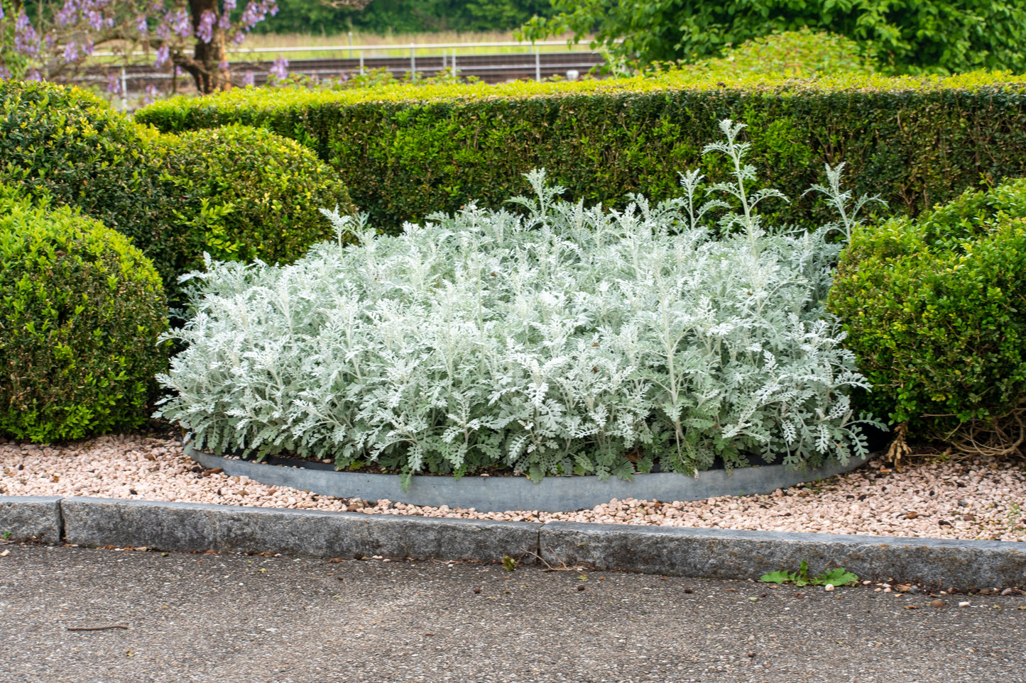 300 SILVERDUST DUSTY MILLER Cineraria maritima Flower Seeds