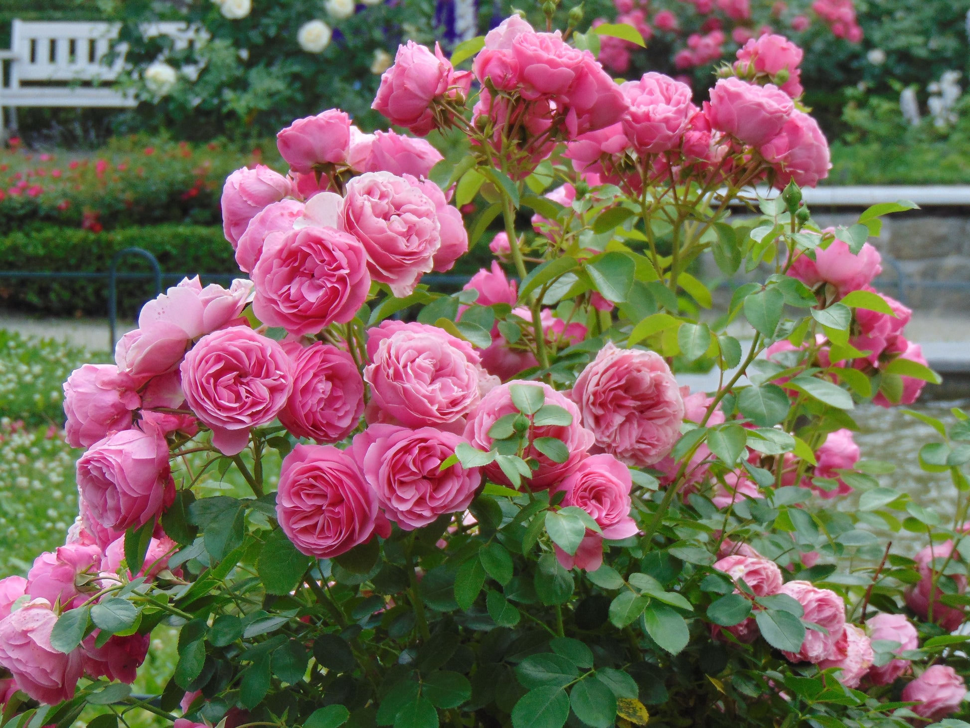 rose seeds nearby 5 PINK ROSE Rosa Bush Shrub Perennial Flower Seeds