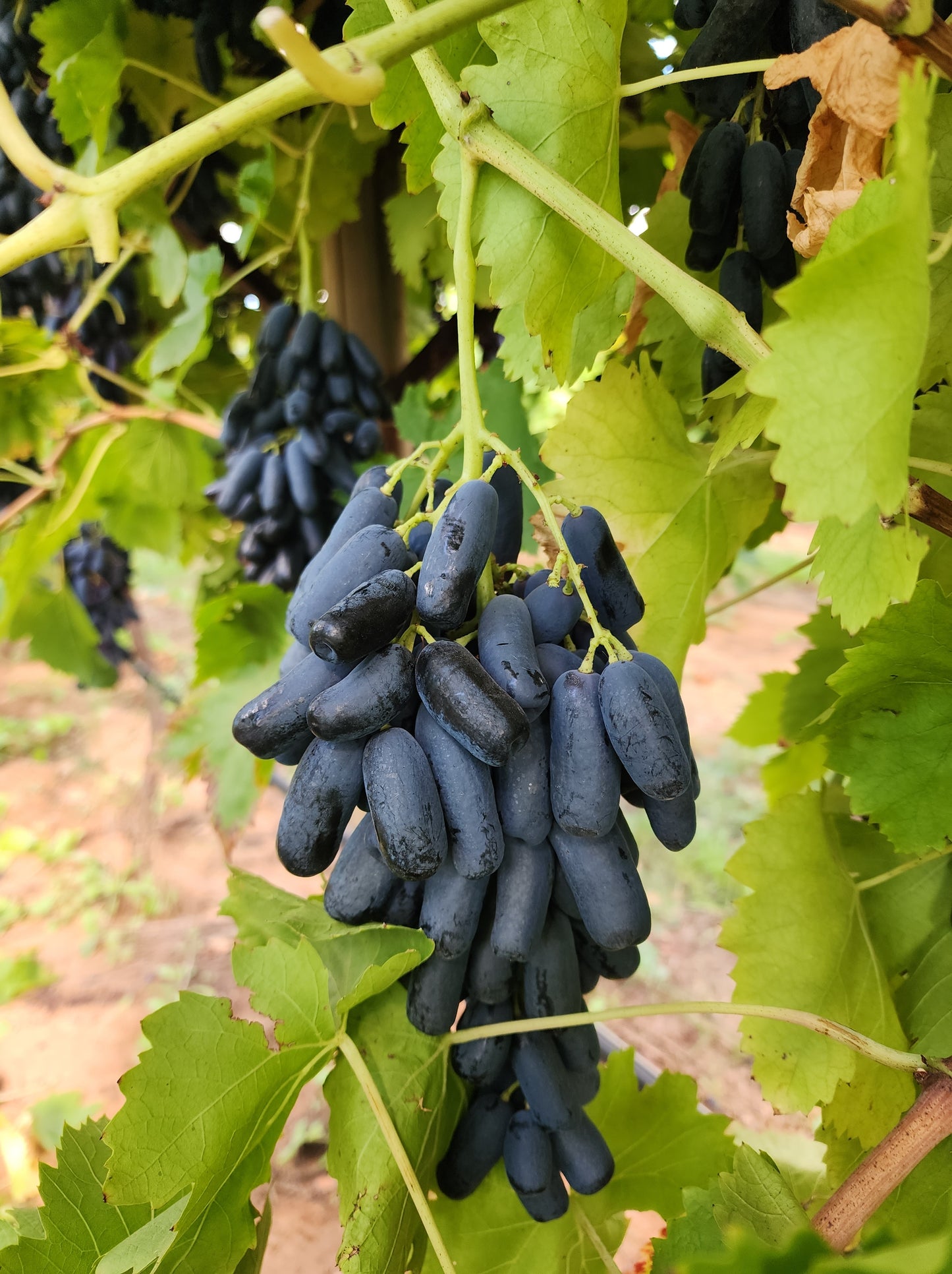 5 BLACK FINGER GRAPE Vitis Viniferia Fruit Vine Seeds