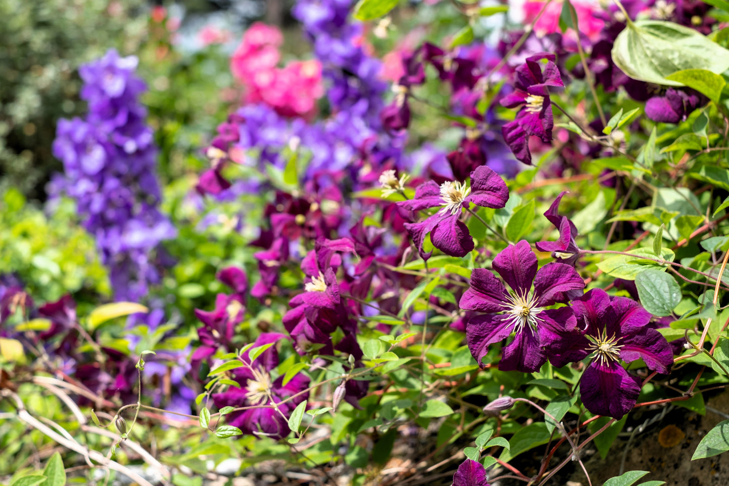 10 MIXED HYBRID CLEMATIS Hybrida Red Purple Pink Blue Bicolor Flower Vine Seeds