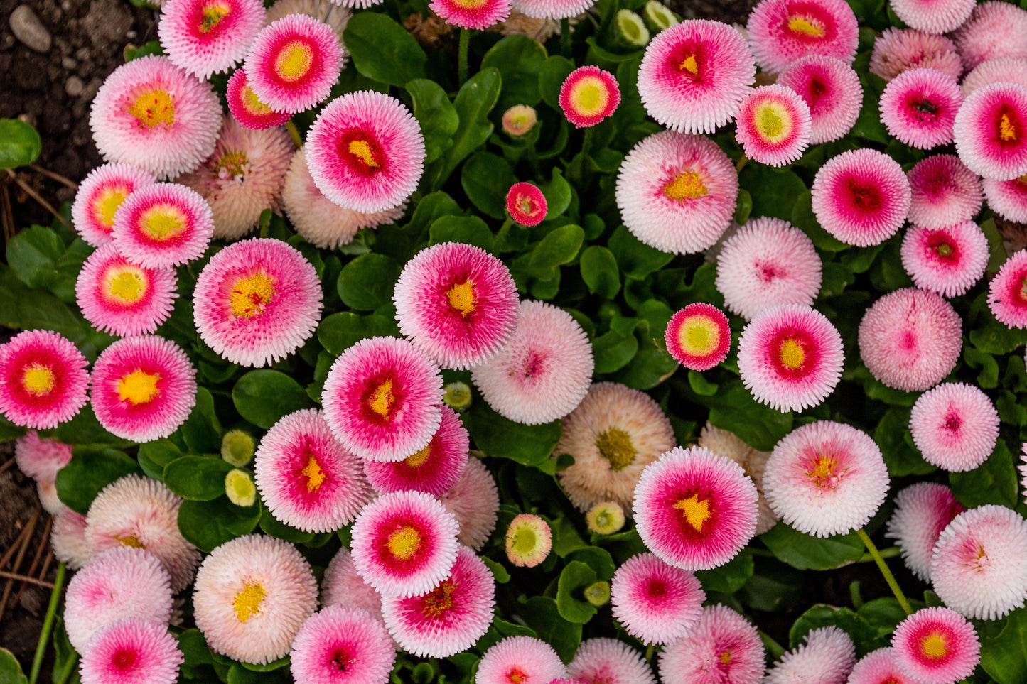 100 Strawberries & Cream ENGLISH DAISY Bellis Perennis Pink Bicolor Flower Seeds