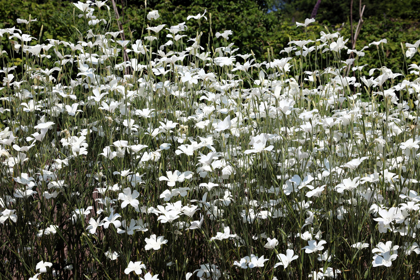 50 Bianca WHITE CORN COCKLE Agrostemma Githago Flower Seed