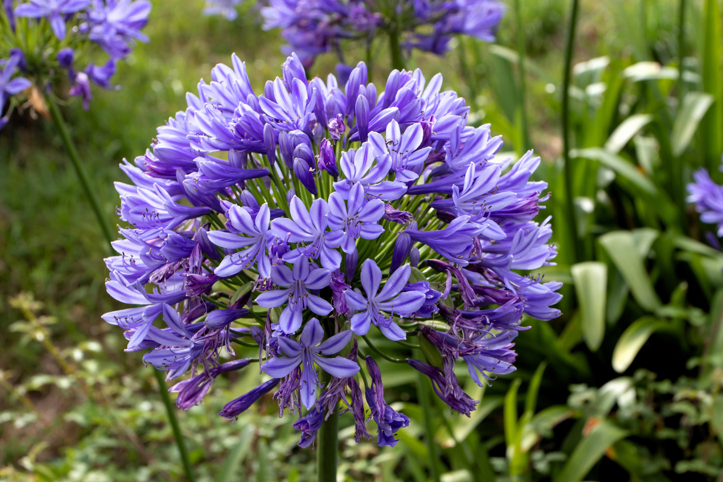 25 BLUE LILY of the NILE Agapanthus Orientalis African Lily Flower Seeds