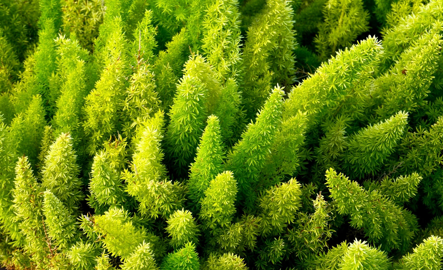 10 EMERALD ASPARAGUS FERN A. Densiflorus Mazeppa Houseplant Flower Seeds