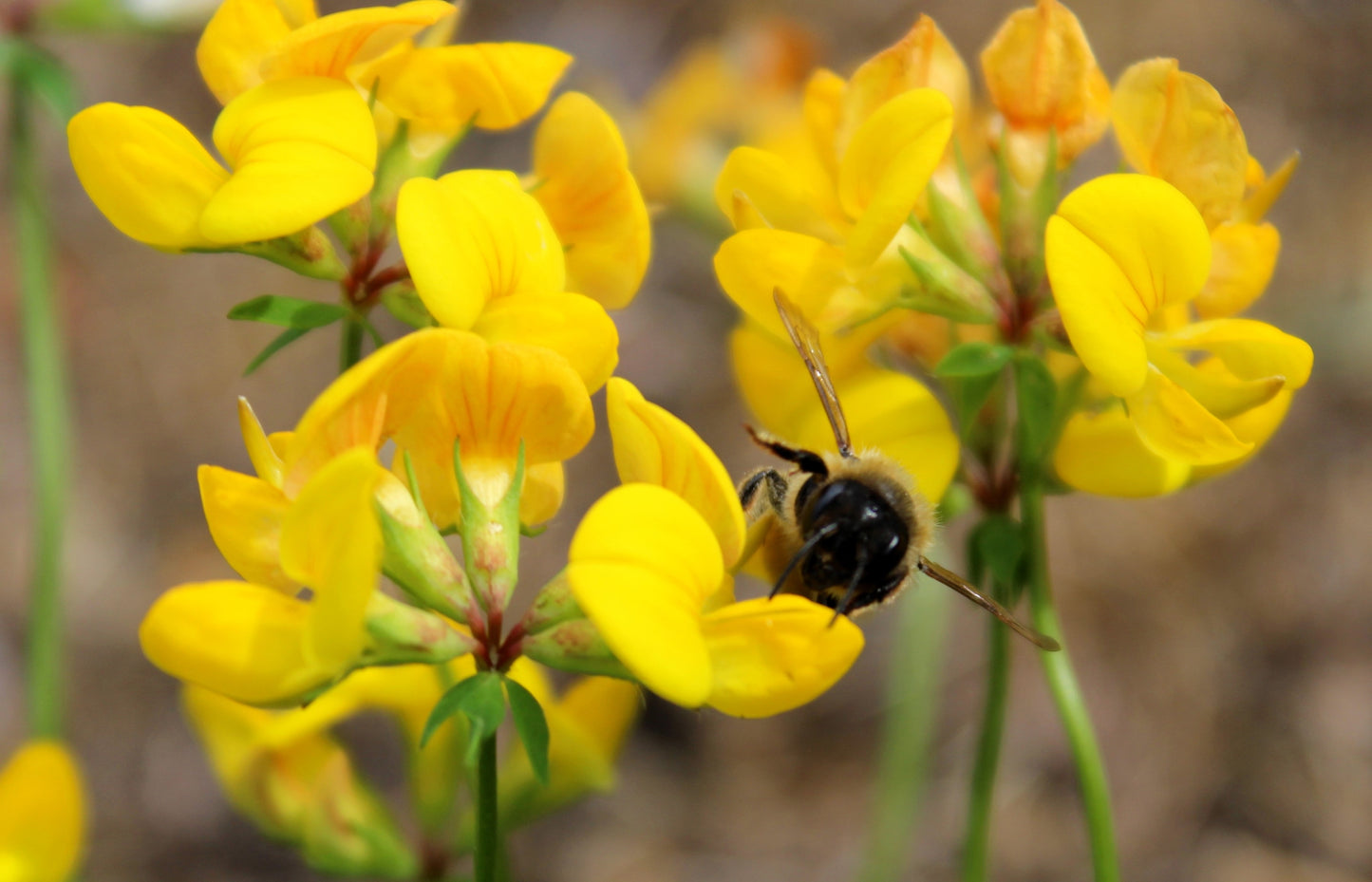 200 BIRDS FOOT TREFOIL (Birdfoot Deervetch / Cats Clover / Ground Honeysuckle) Lotus Corniculatus Fabaceae Flower Seeds