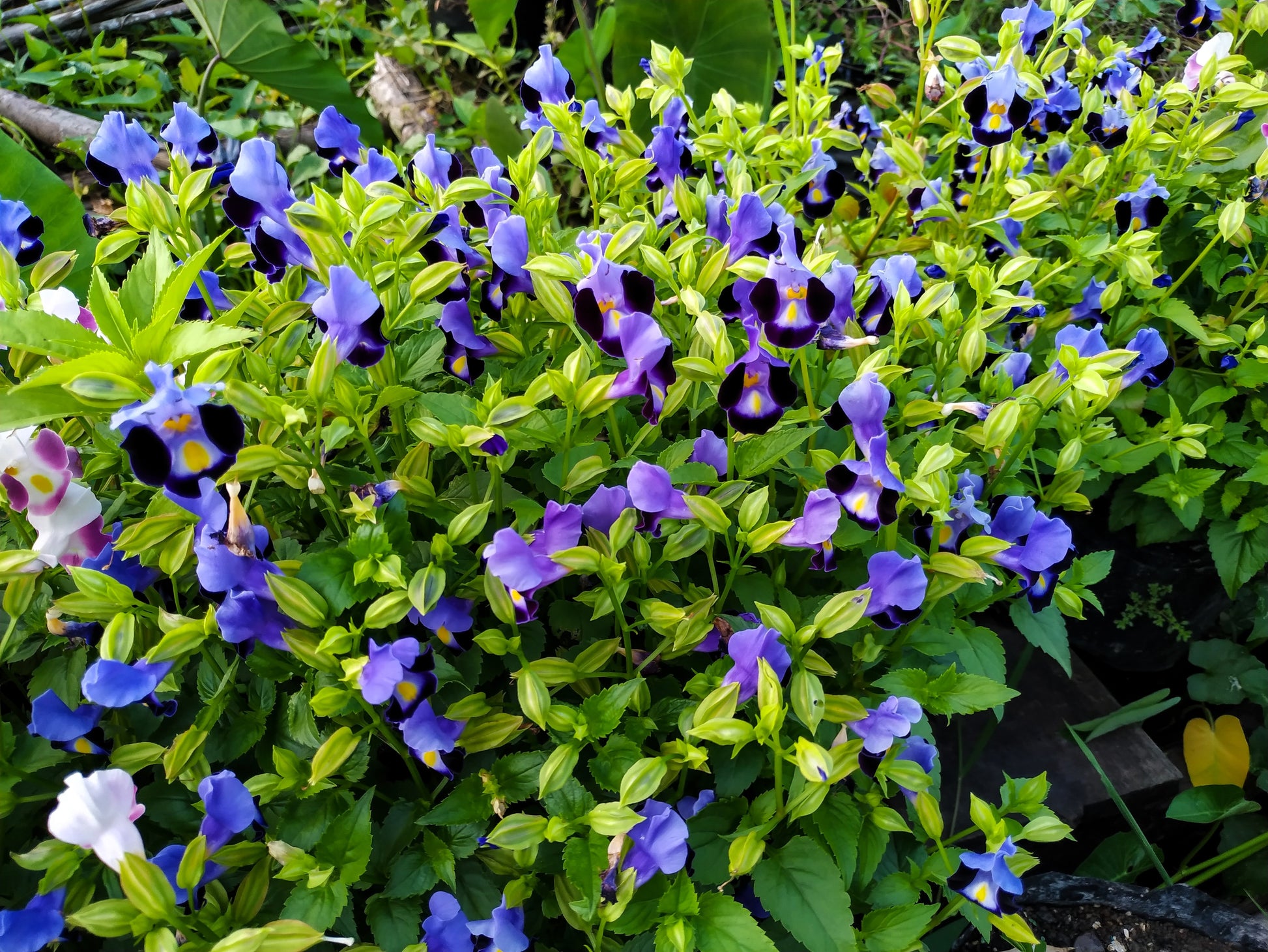 torenia flower seeds 10 KAUAI MIX TORENIA Fournieri Sun or Shade Wishbone Flower Seeds