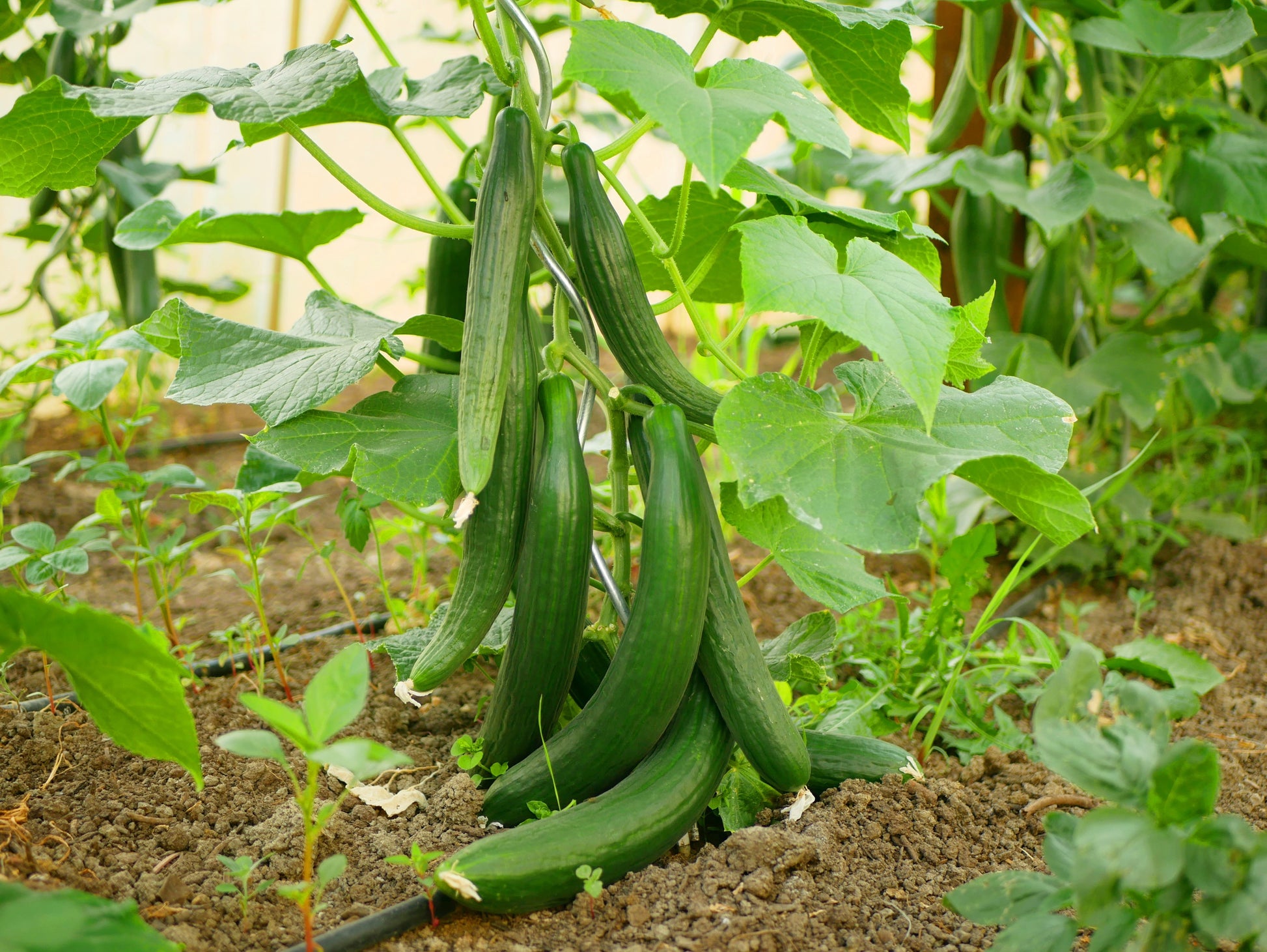 cucumber plants or seeds 30 ENGLISH CUCUMBER Cucumis Sativus Burpless Fruit Vegetable Seeds – Seedville USA