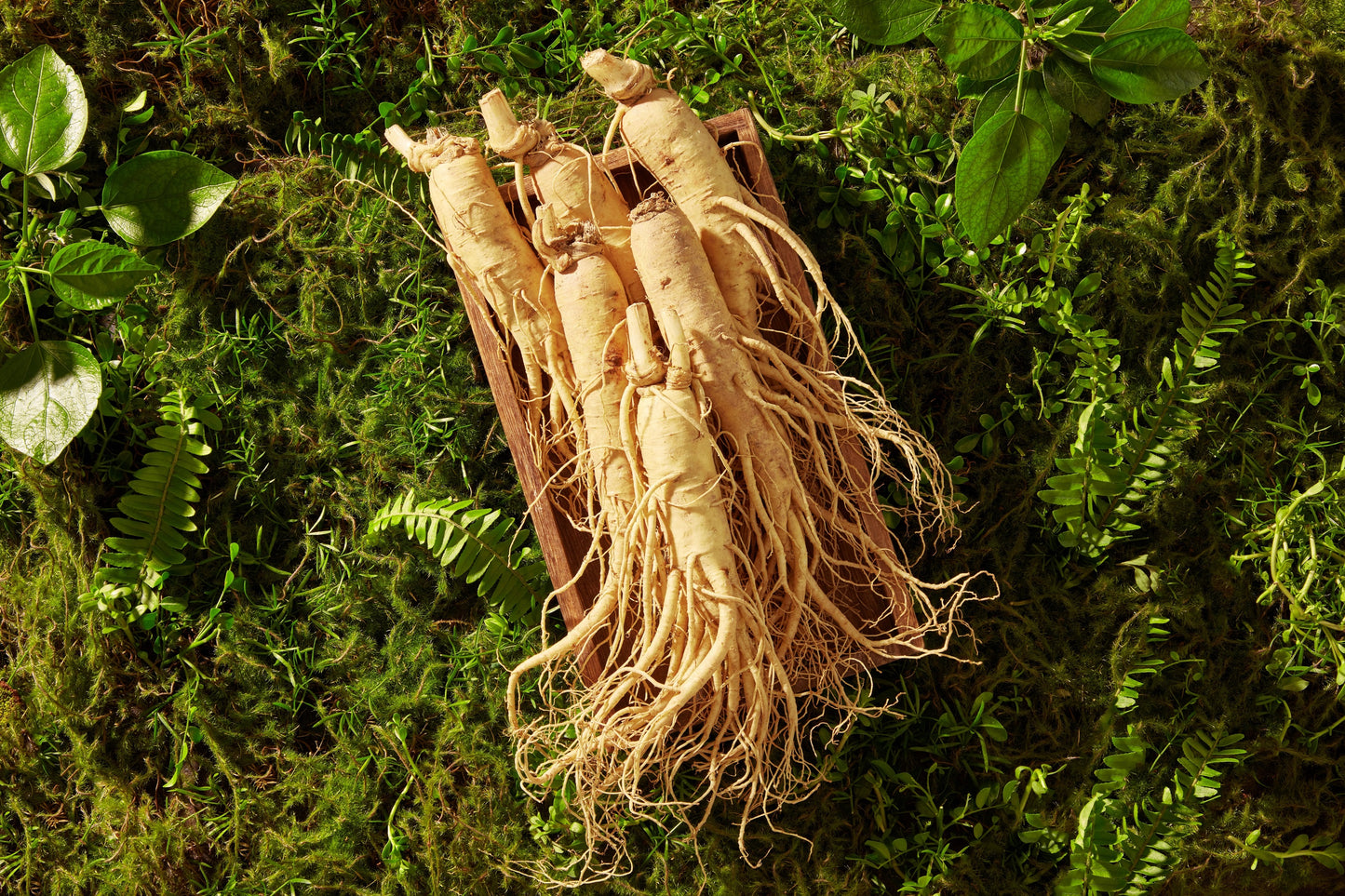 25 AMERICAN GINSENG Panax Quinquefolius Shade Herb Seeds