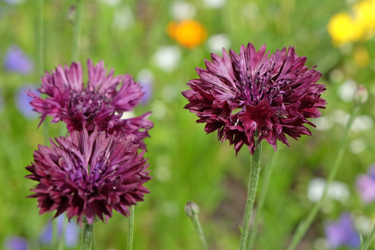 25 Black Garnet BACHELOR'S BUTTON / CORNFLOWER Centaurea Cyanus Flower Seeds