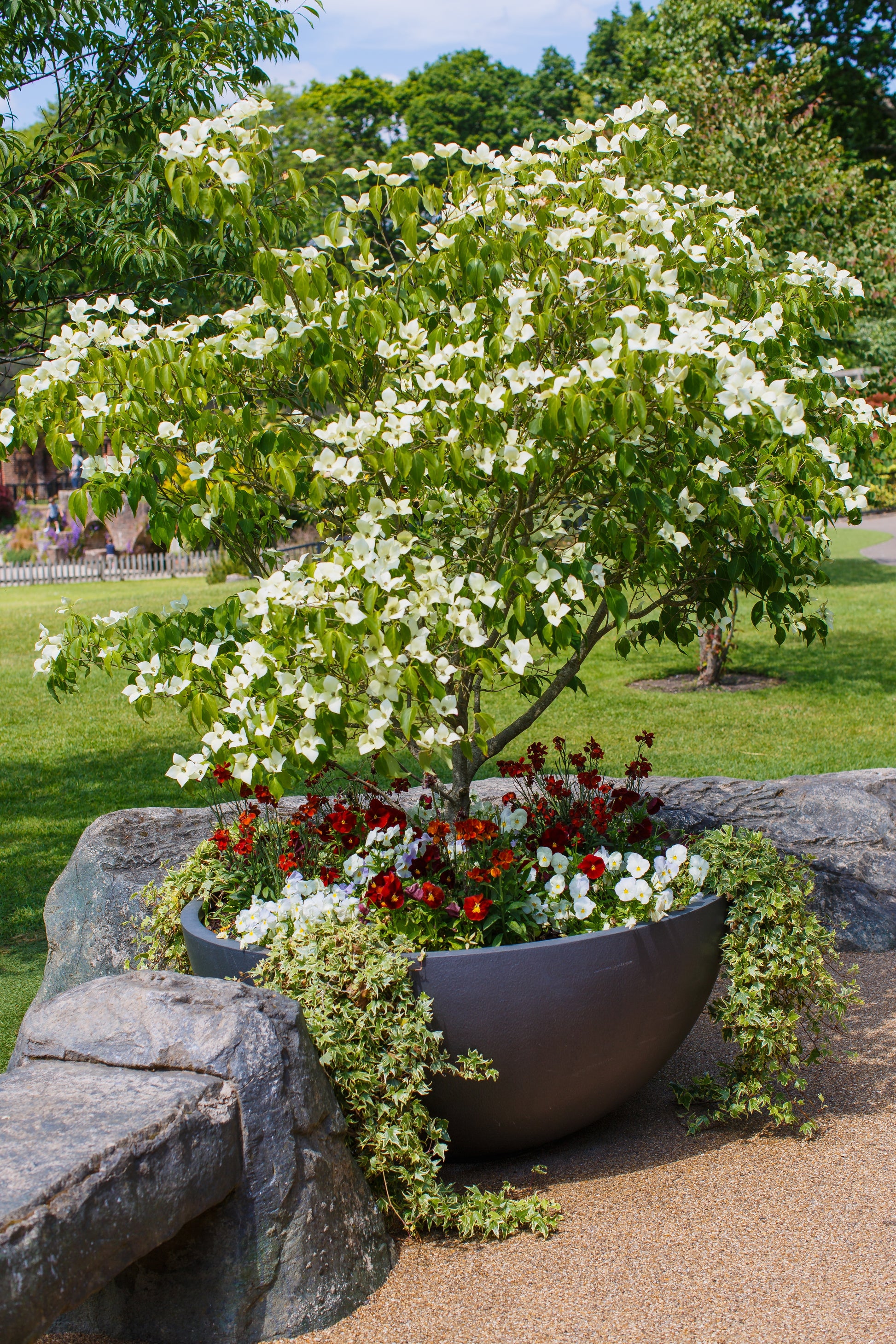 planting dogwood seeds 5 Flowering WHITE KOUSA DOGWOOD Cornus Kousa Tree Seeds