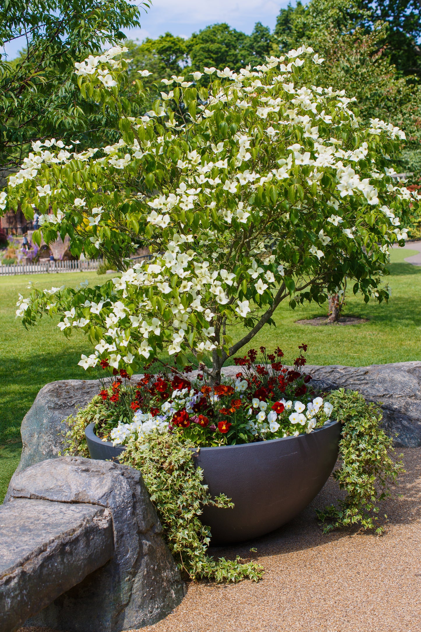 5 Flowering WHITE KOUSA DOGWOOD Cornus Kousa Tree Seeds