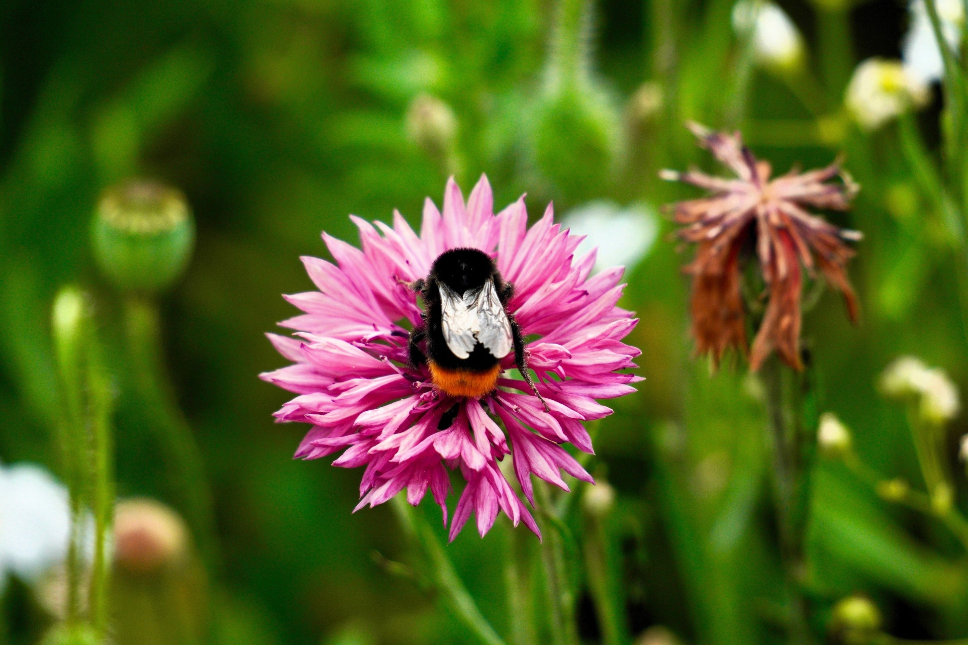 button flower seeds 750 Pink BACHELOR'S BUTTON / CORNFLOWER Centaurea Cyanus Flower Seeds – Seedville USA