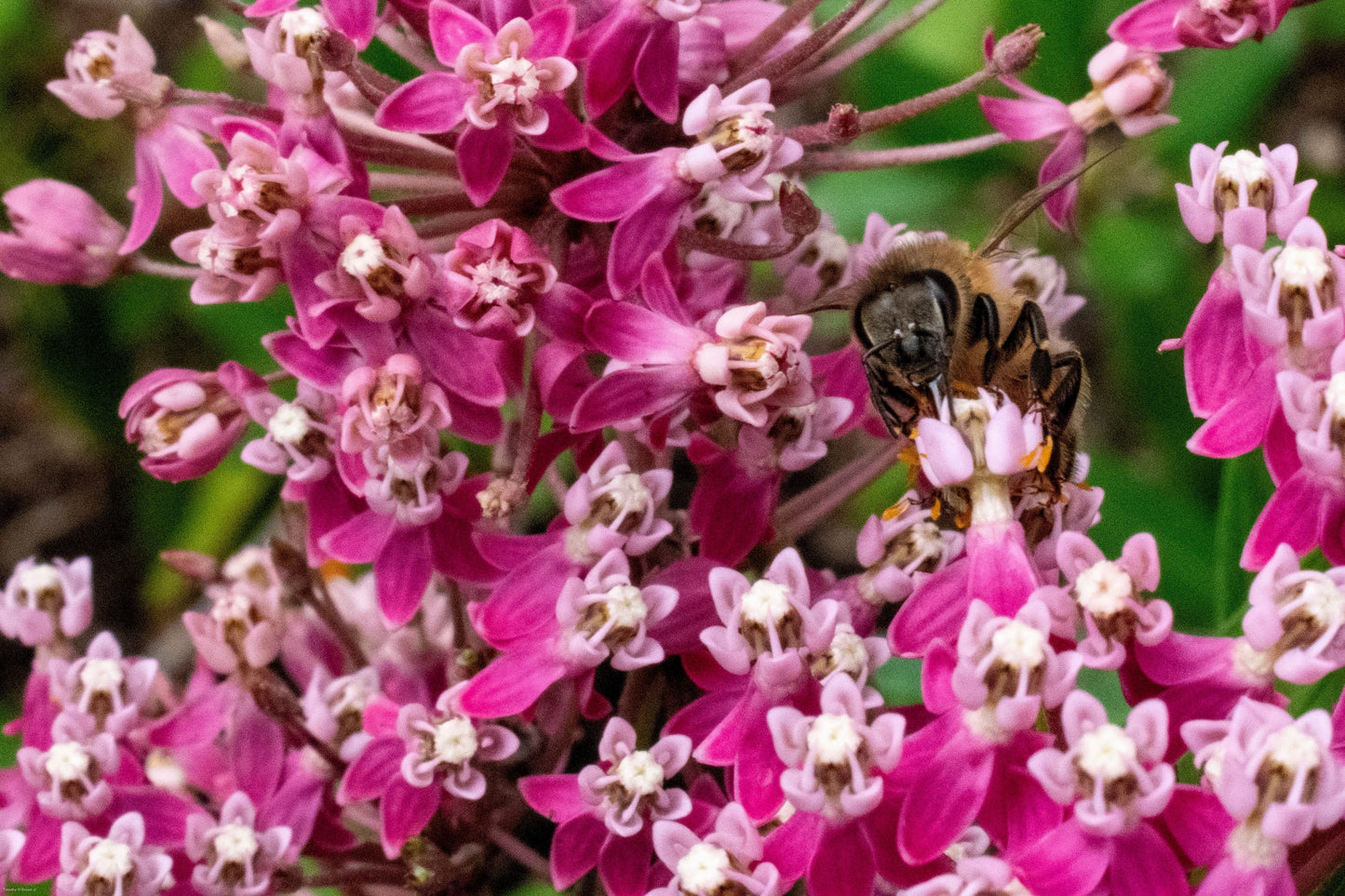 20 CINDERELLA MILKWEED Asclepias Incarnata Magenta (Pink-Purple) Flower Seeds