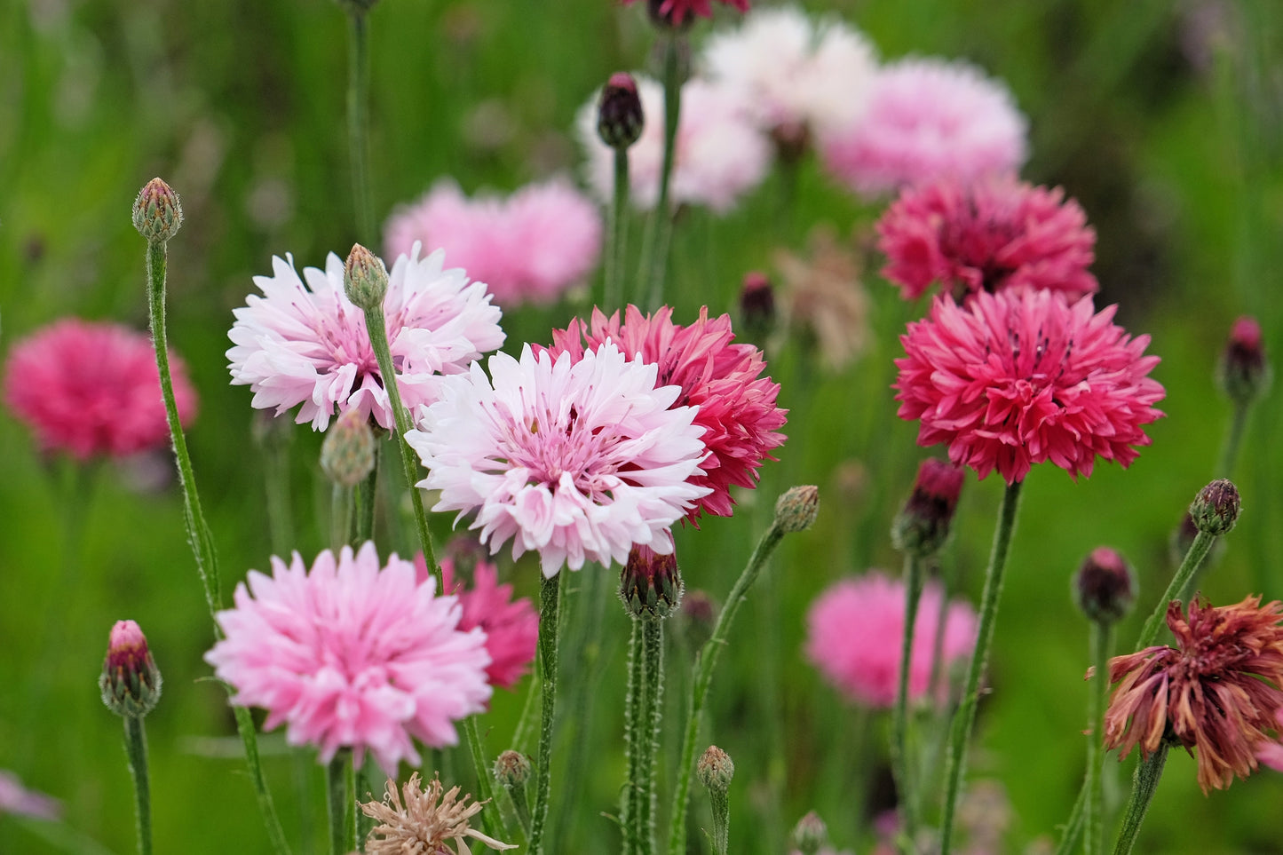 750 Pink BACHELOR'S BUTTON / CORNFLOWER Centaurea Cyanus Flower Seeds