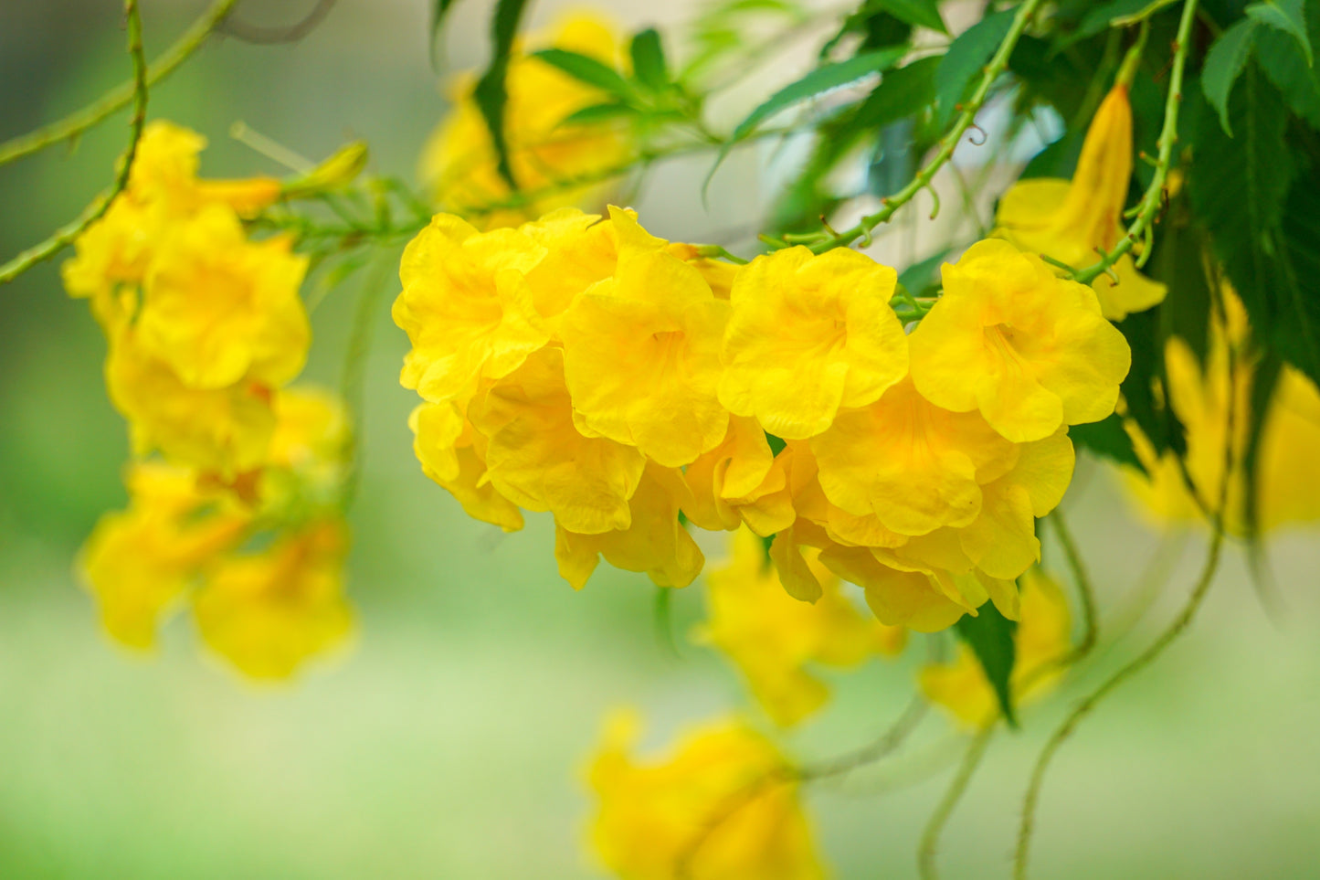 10 TECOMA STANS (Yellow Trumpetbush / Yellow Bells / Yellow Elder / Esperanza) Flower Shrub Bush Seeds