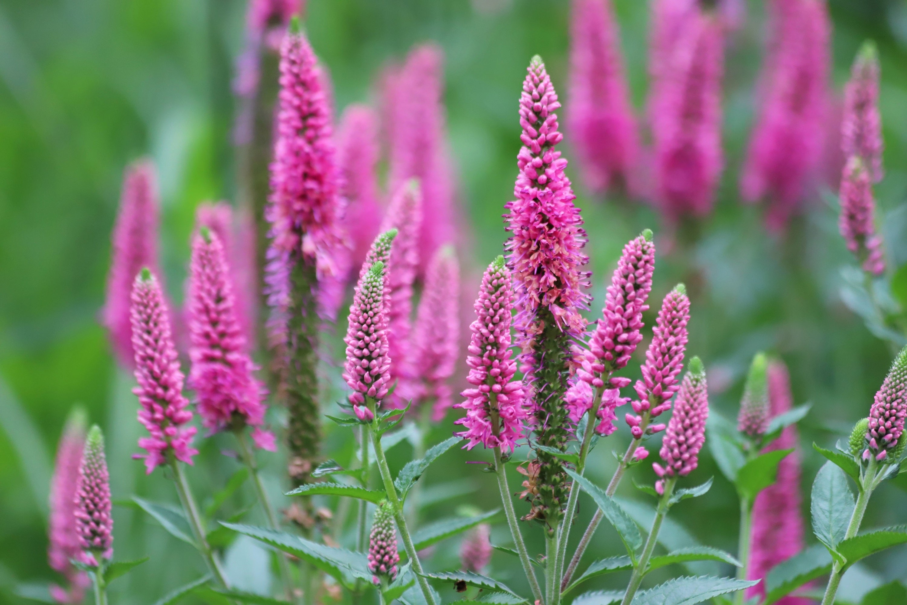 50 Mixed Colors VERONICA SIGHTSEEING MIXTURE (Spike Speedwell