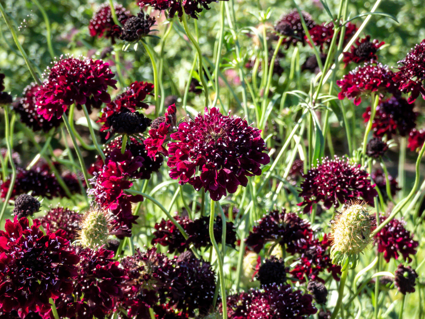 50 FINEST MIXED Colors SCABIOSA (Mourning Bride / Pin Cushion) Scabiosa Atropurpurea Flower Seeds