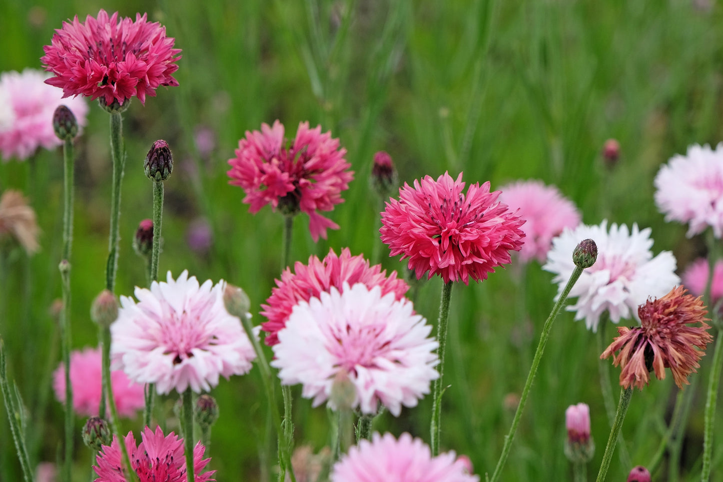 750 Pink BACHELOR'S BUTTON / CORNFLOWER Centaurea Cyanus Flower Seeds