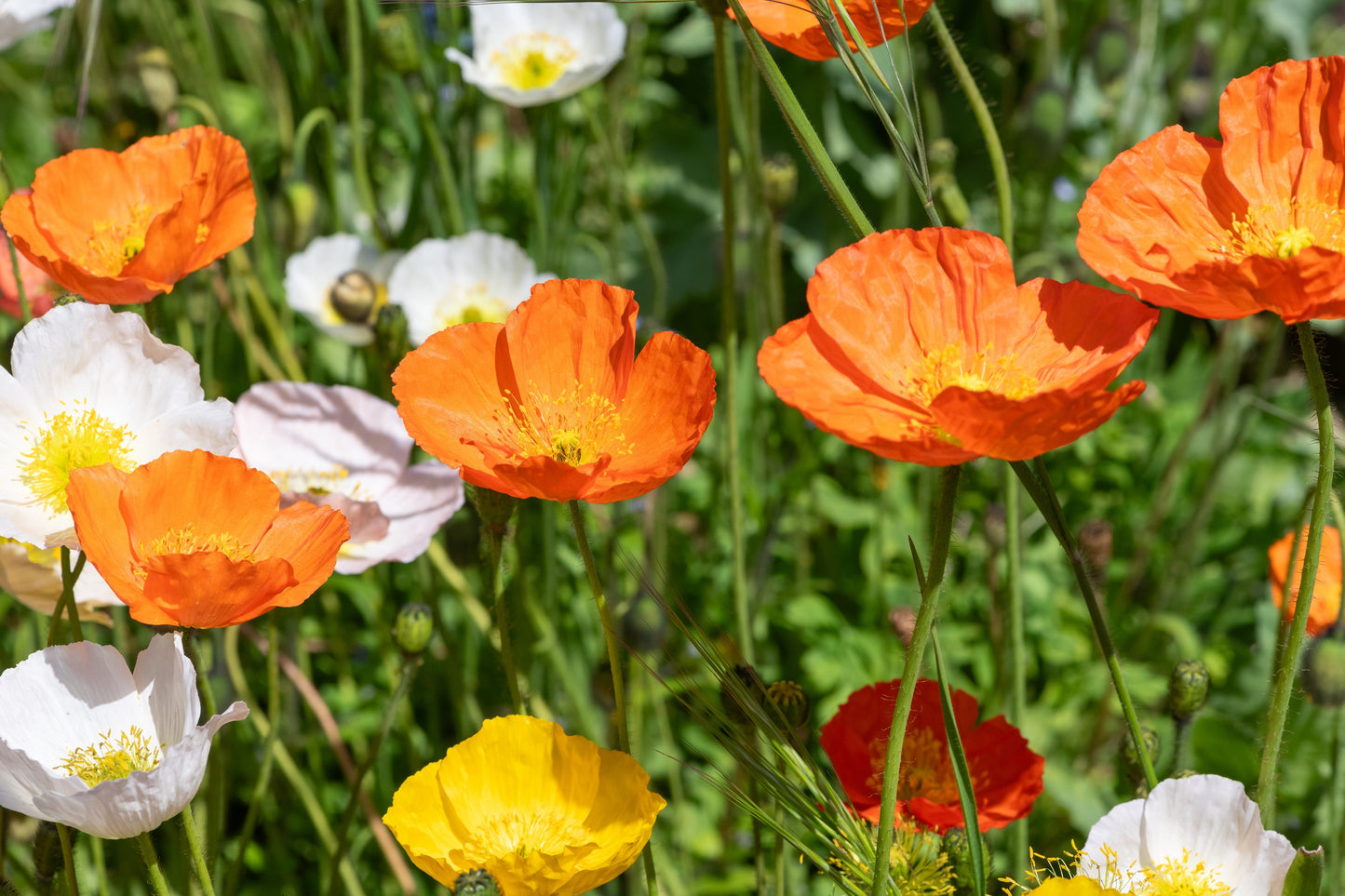 2500 ICELAND POPPY MIX Papaver Nudicaule Mixed Colors Flower Seeds