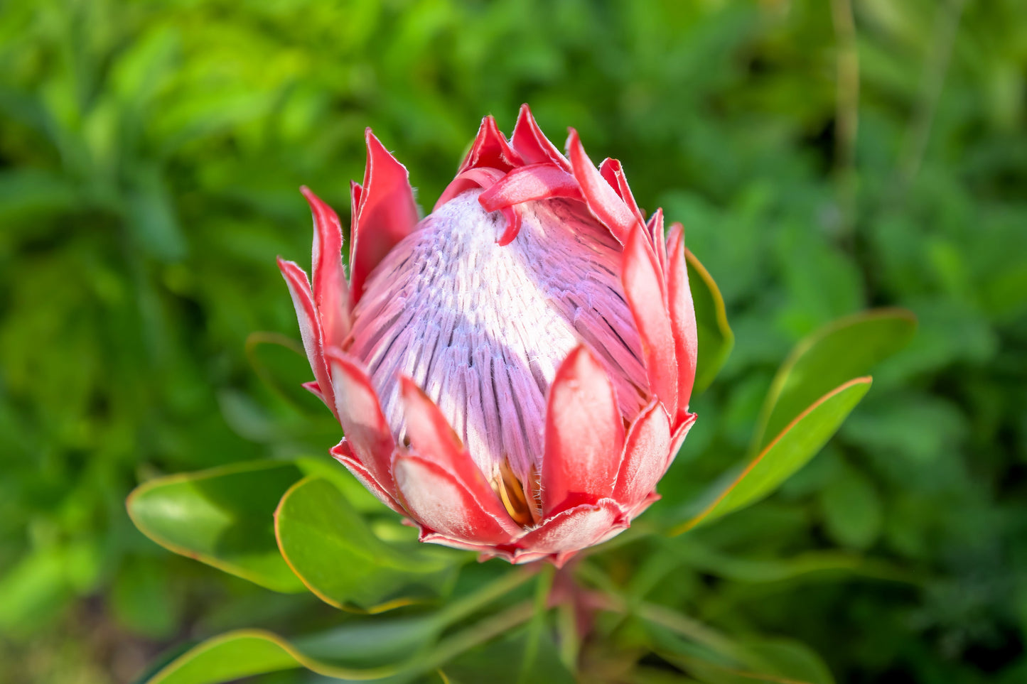 5 QUEEN PROTEA Magnifica Sugarbush Rare 8" Flower Seeds