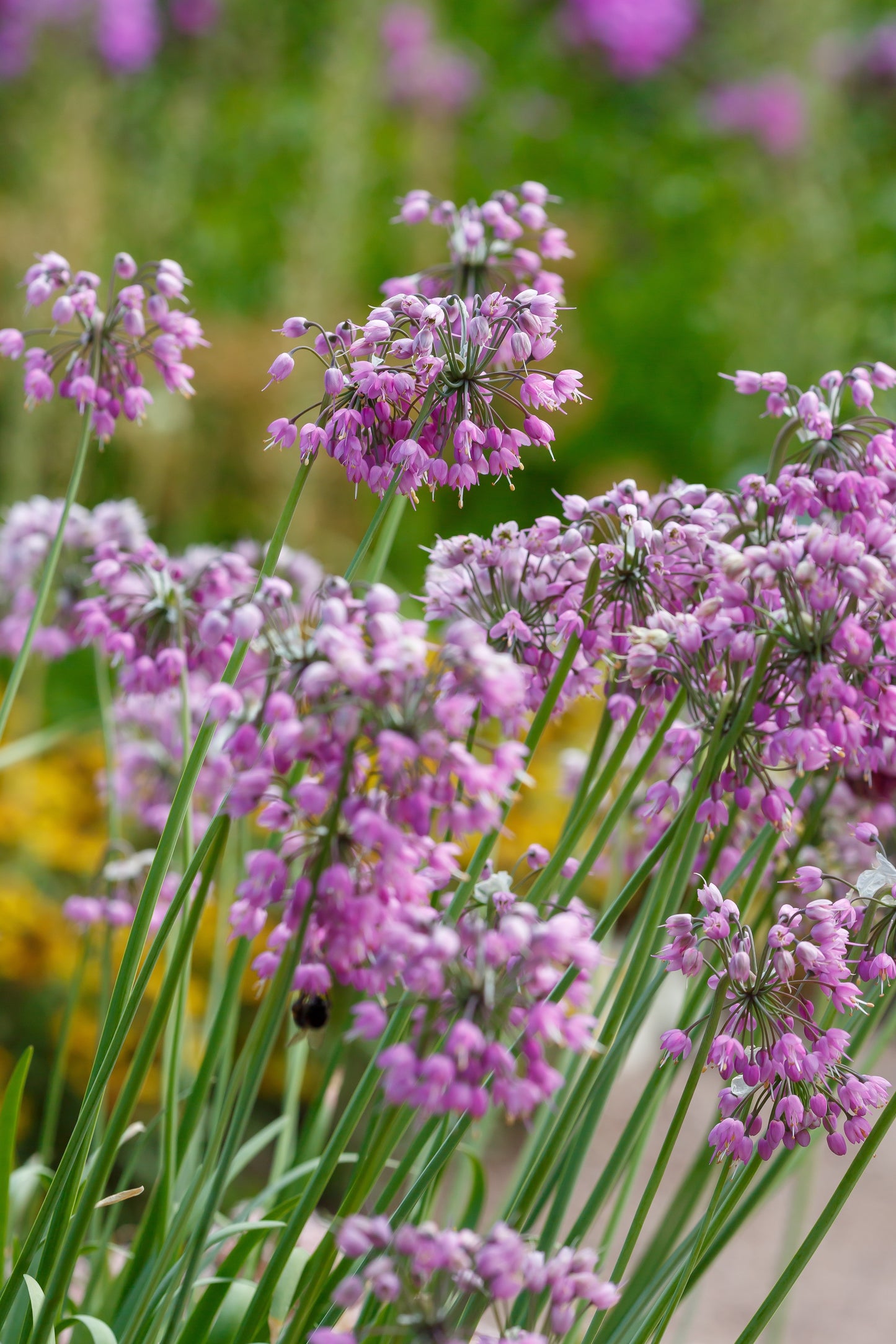 250 ALLIUM NODDING ONION Allium Cernuum Flower Seeds