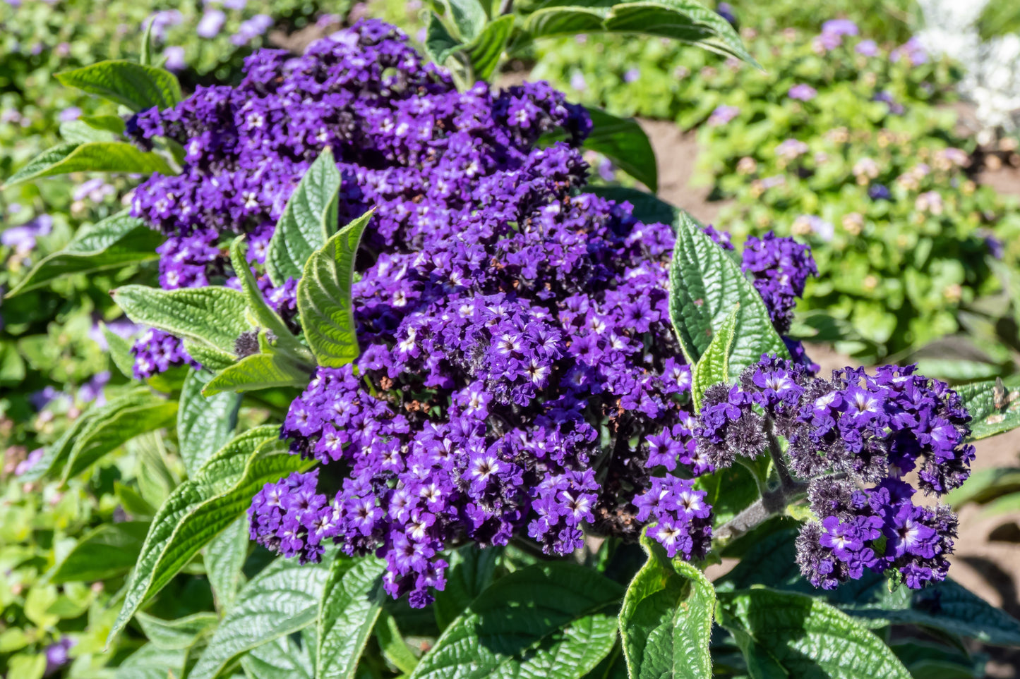 50 Blue MARINE HELIOTROPE Heliotropium Arborescens Flower Seeds