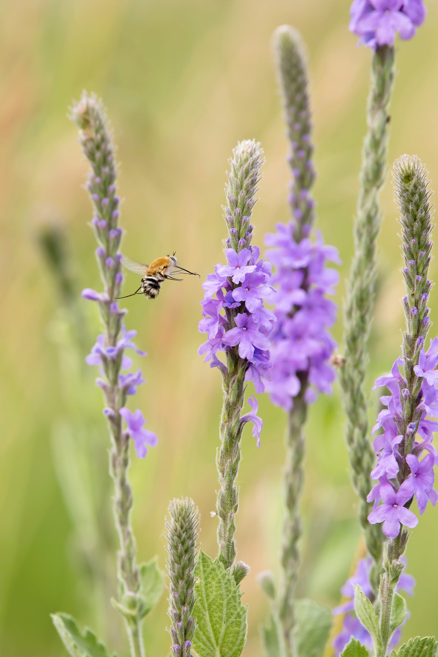 500 Purple HOARY VERVAIN Verbena Stricta Flower Seeds