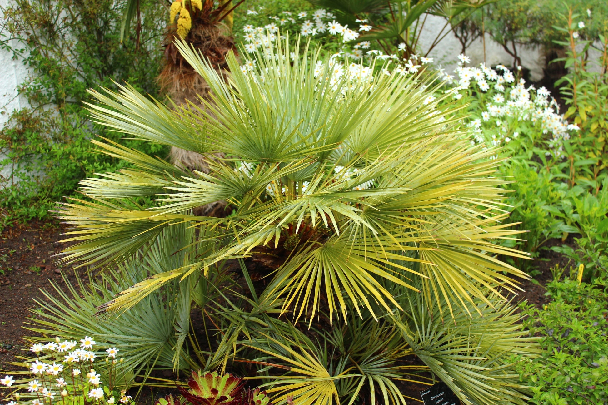 palm tree bush plant 5 MEDITERRANEAN FAN PALM European Dwarf Tree Shrub Chamaerops Humilis – Seedville USA