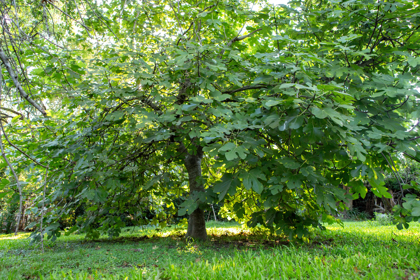 30 COMMON Edible FIG TREE Ficus Carica Purple Brown Skin Pink Flesh Fruit Seeds