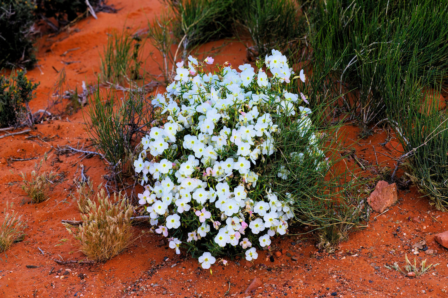 250 WHITE Pale EVENING PRIMROSE (White Buttercup / Sundrops) Oenothera Pallida Flower Seeds