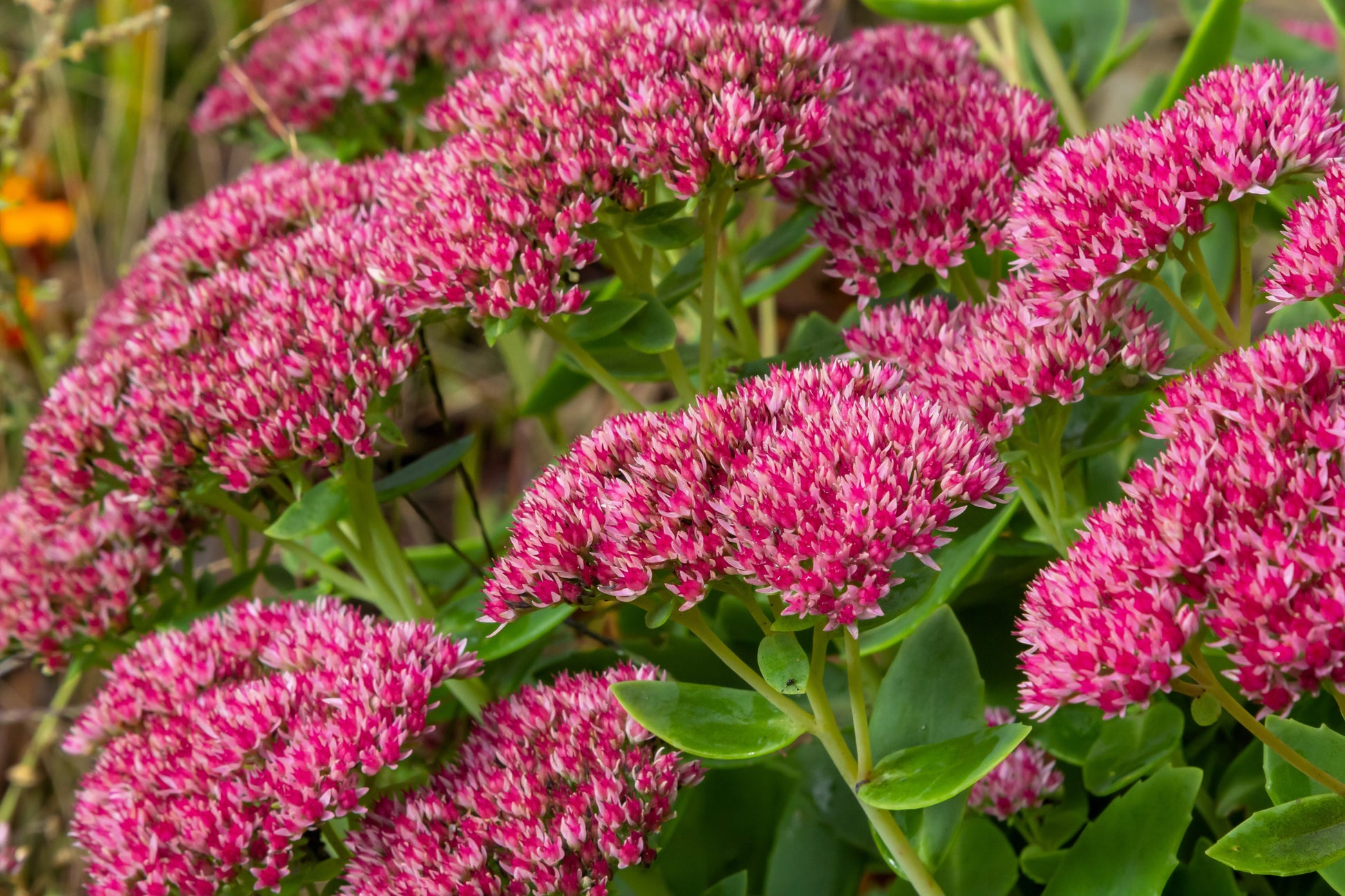 red sedum succulent 10 EMPEROR'S WAVE SEDUM Red Upright Telephium Succulent Stonecrop Flow – Seedville USA